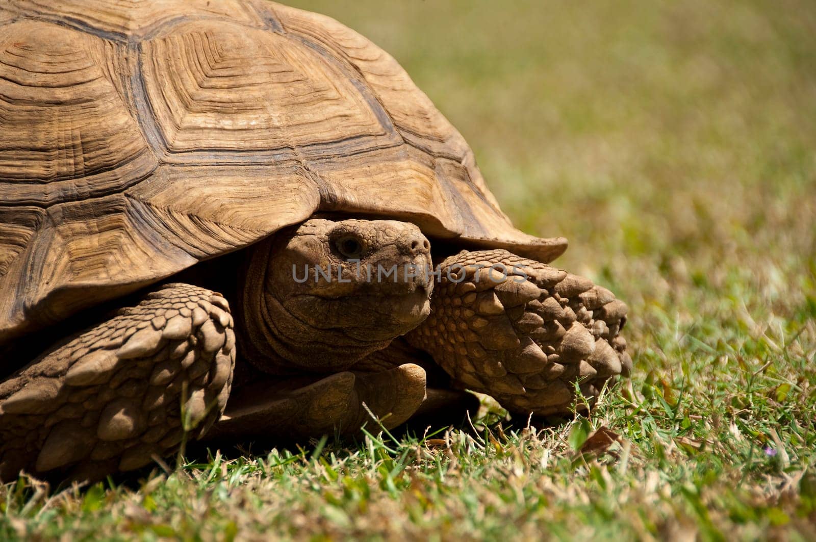 A turtle on the lawn