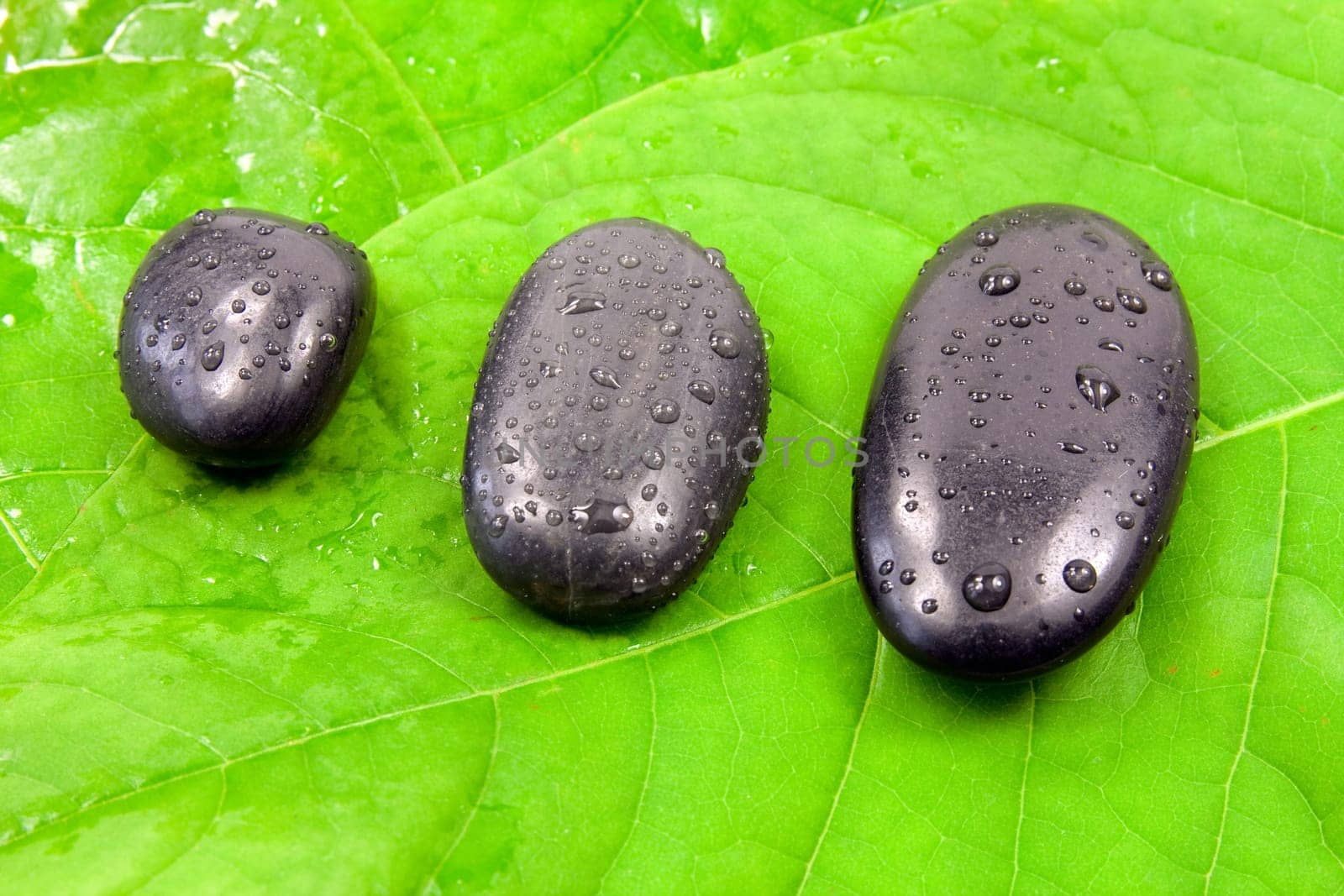 three wet stones on the green leaves
