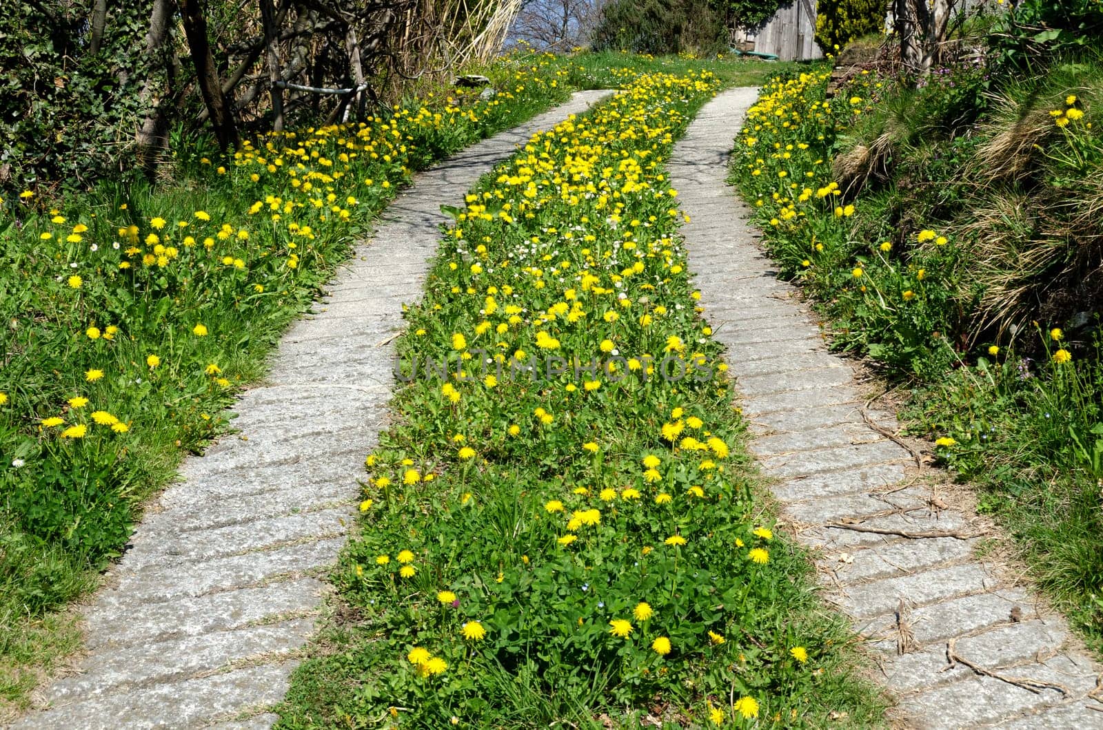 Avenue in bloom with yellow flowers in spring