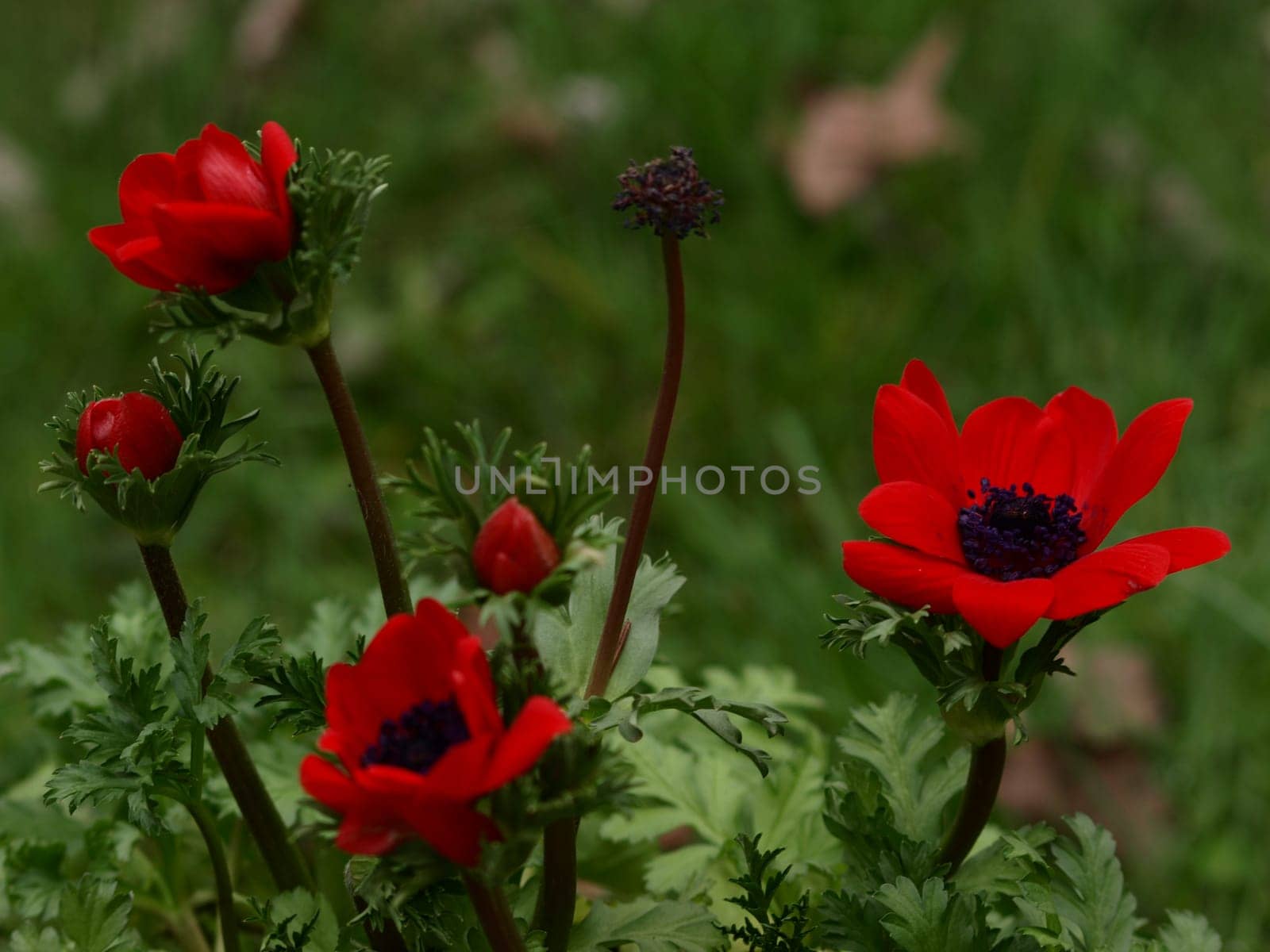 Crown Anemone