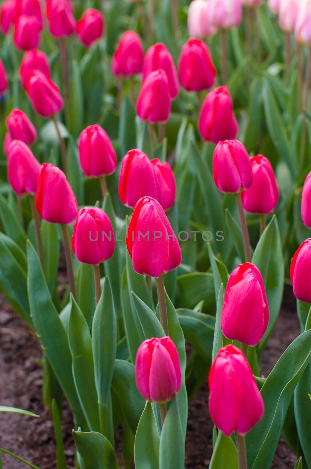 group of blooming red tulips