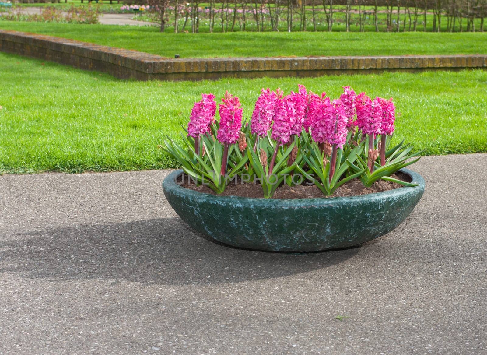 large planter with pink flowers