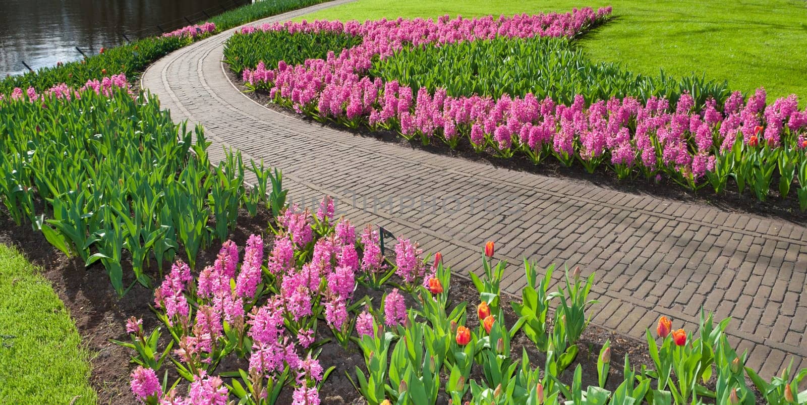 blooming flowers next to a footpath in a park