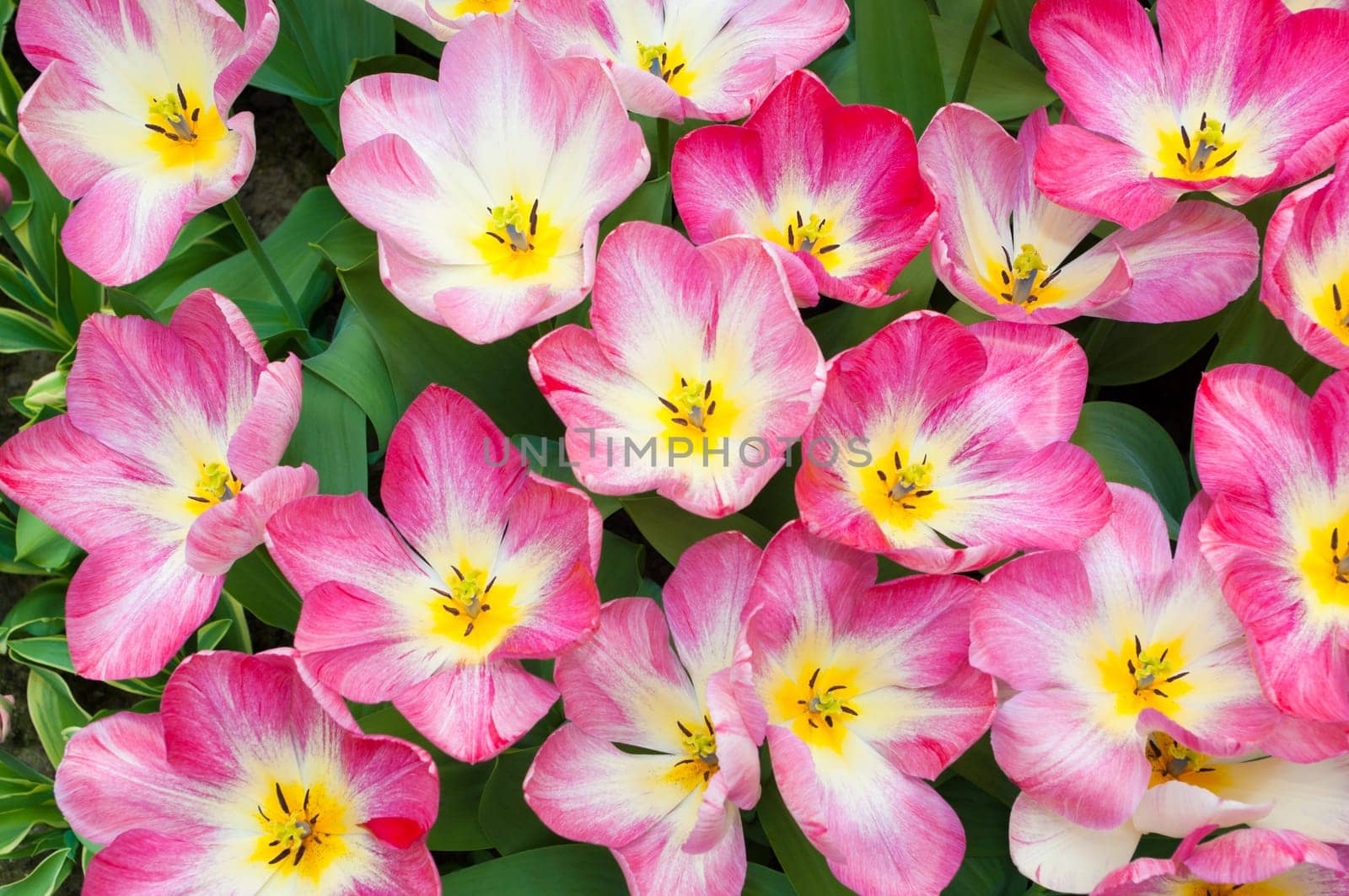 top view of blooming pink tulips, can be used as a background