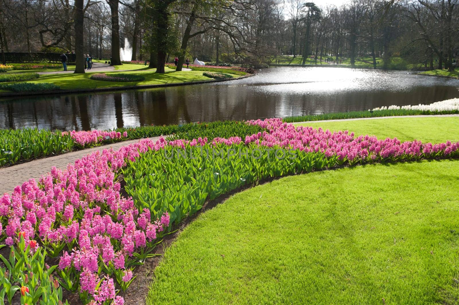 blooming flowers in a park with a pond