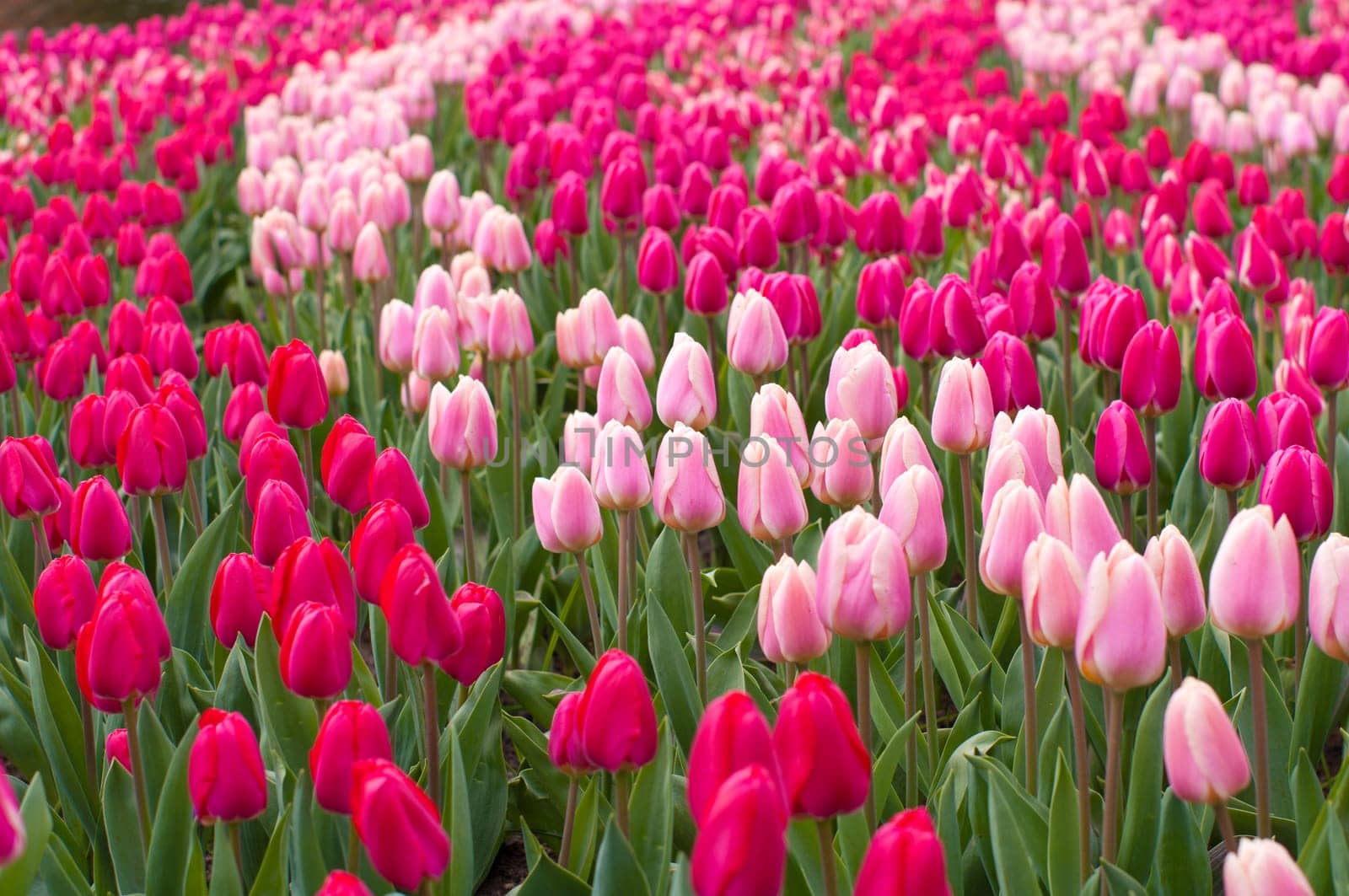 red and pink tulips in the Keukenhof, Netherlands