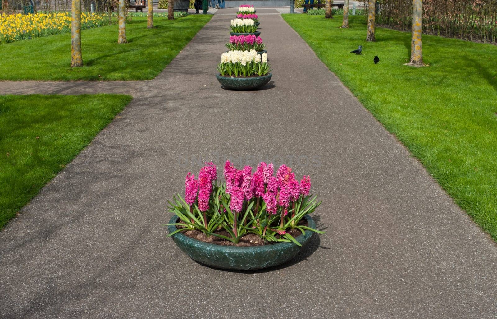 several planters with blooming flowers