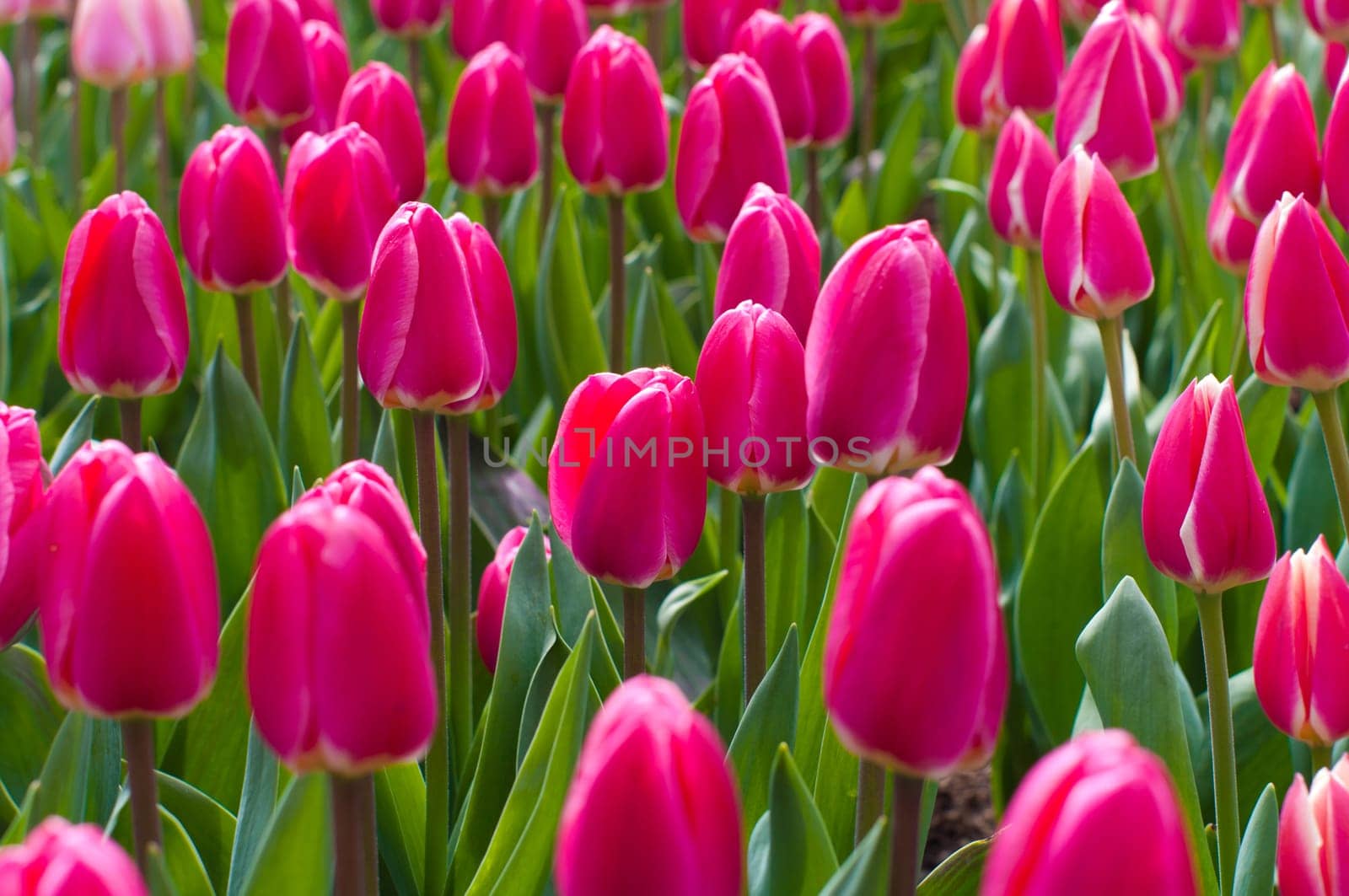 group of blooming red tulips