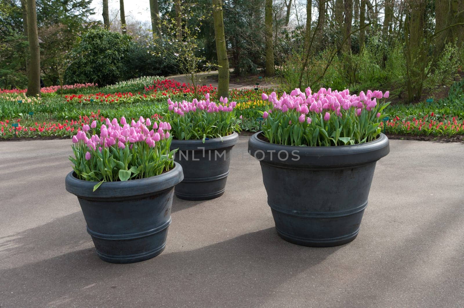 three large planters with pink tulips