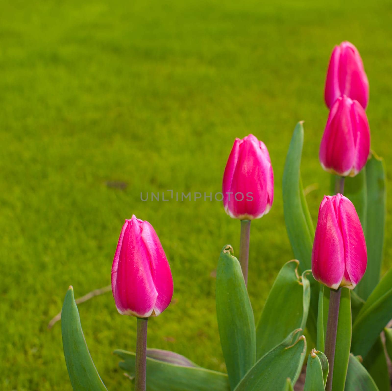 group of blooming red tulips against a background of grass