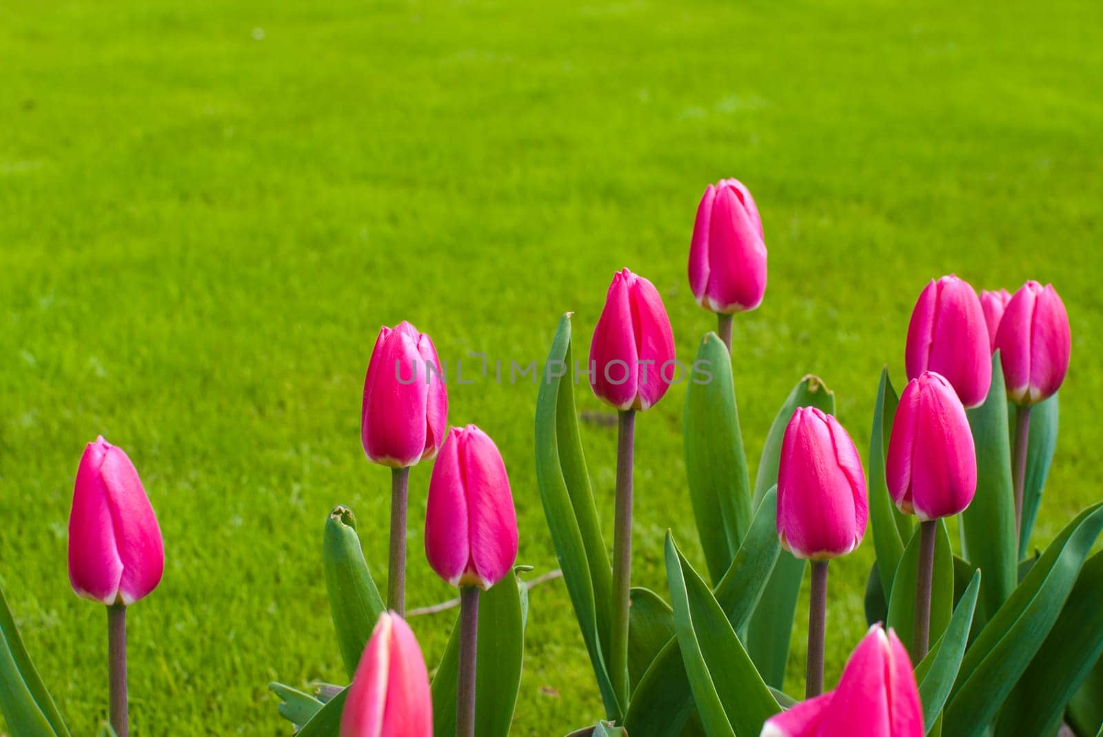 group of blooming red tulips against a background of grass