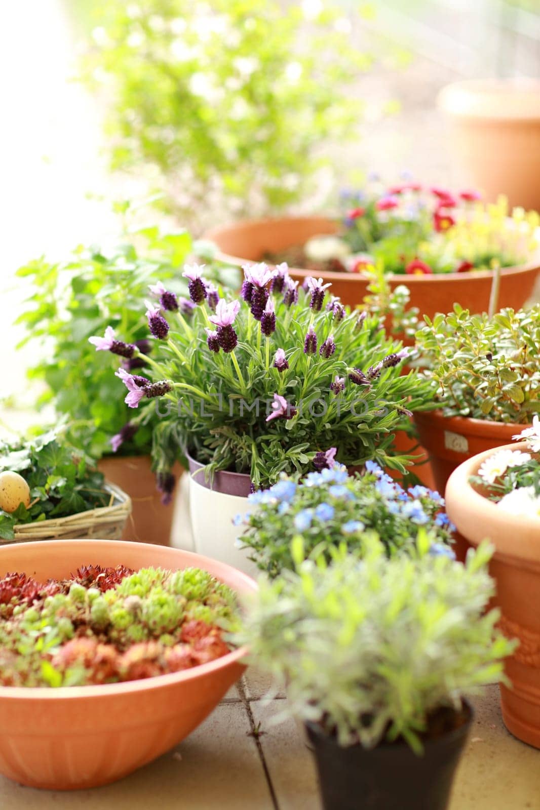 Outdoor flower pots for small garden, patio or terrace
