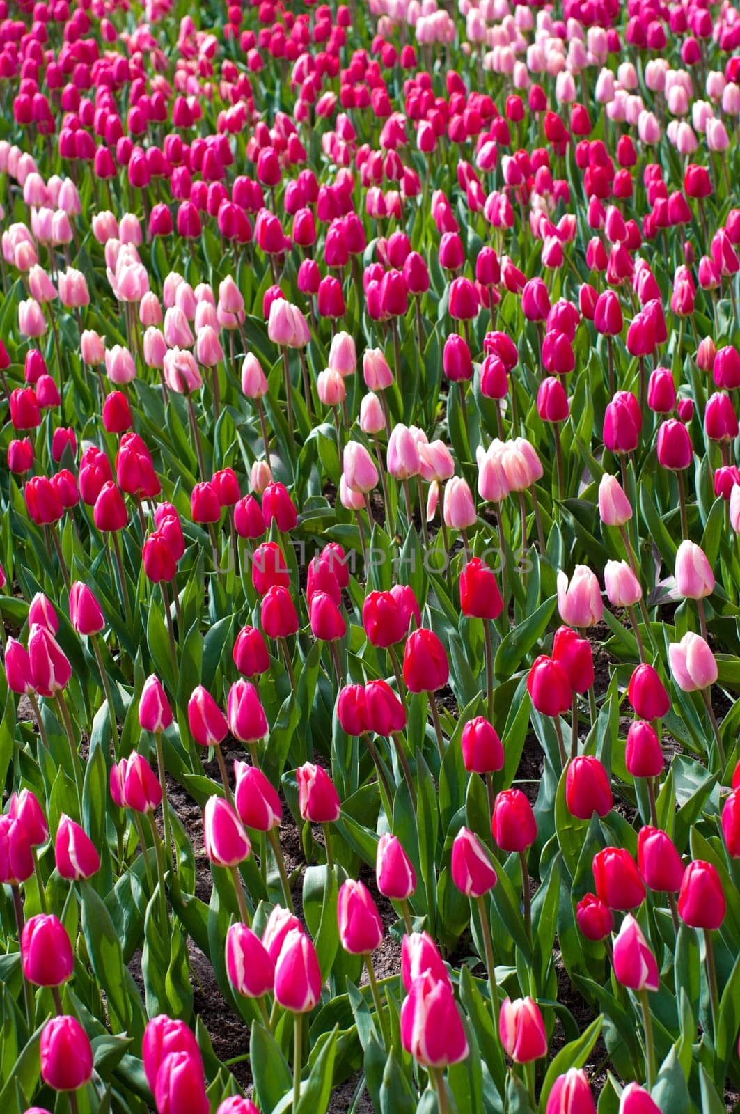 red and pink tulips in the Keukenhof