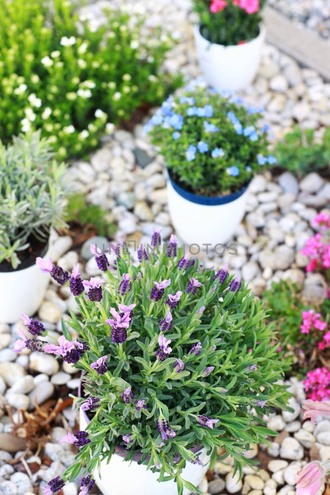 Small rock garden constructed with rocks and alpine plants