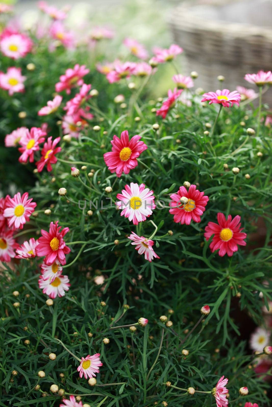 Beautiful marguerite tree in flower shop