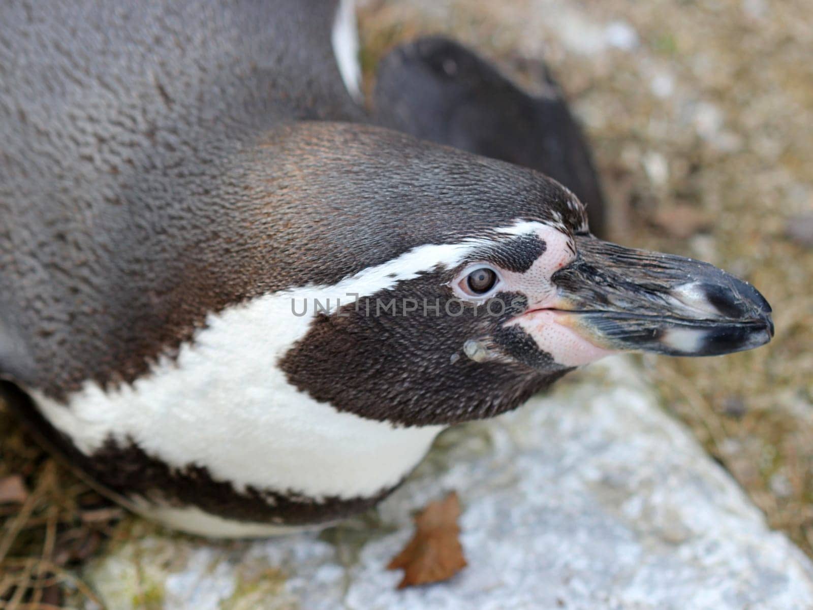 Humboldt penguin at Sababurg Zoo