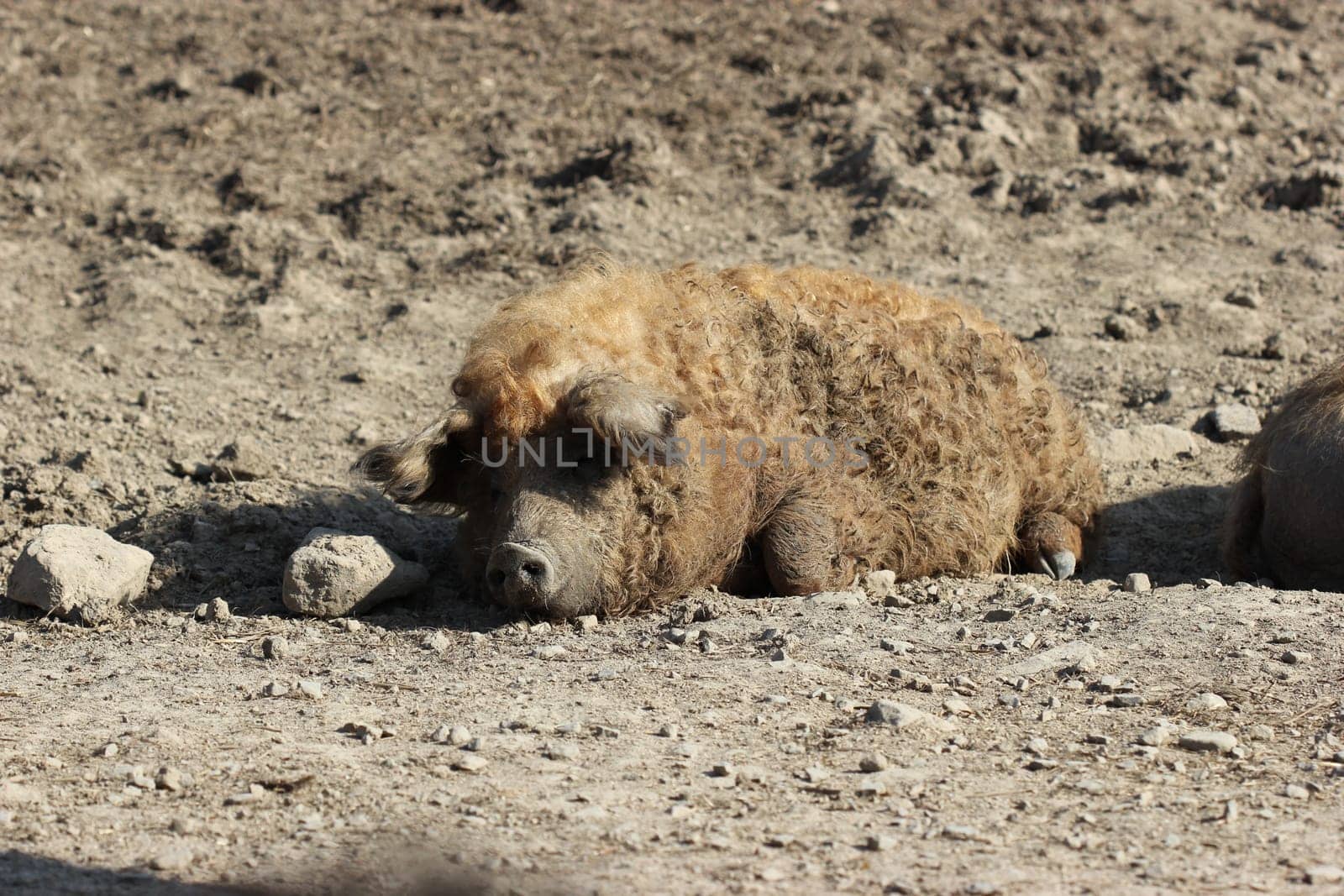 Sleeping woolly pig sow at Sababurg Zoo