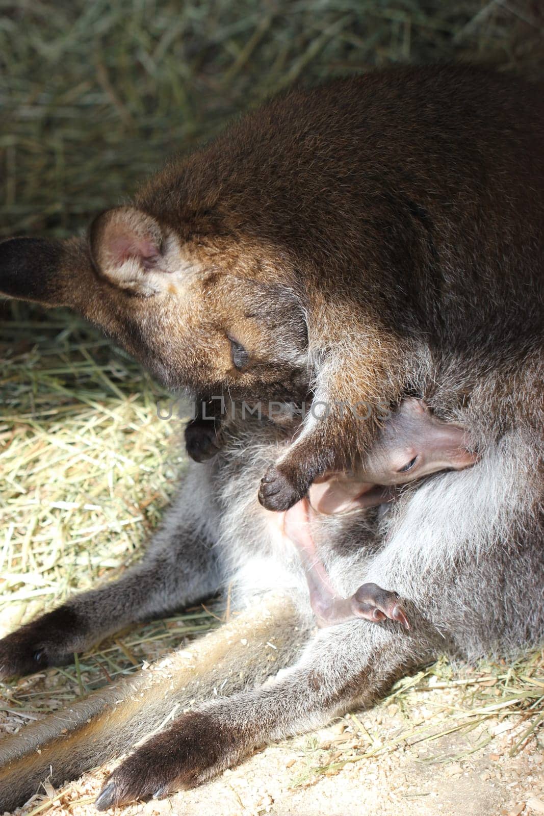 Bennett kangaroo mother cleans her baby in the pouch