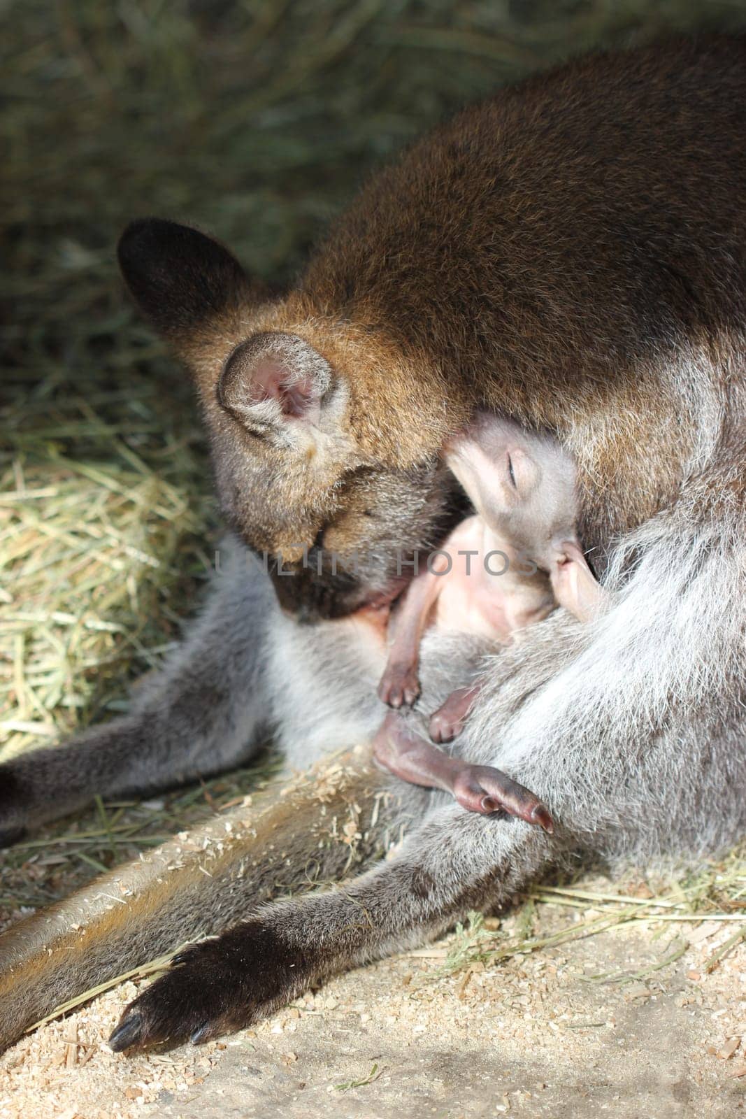 Bennett kangaroo mother cleans her baby in the pouch