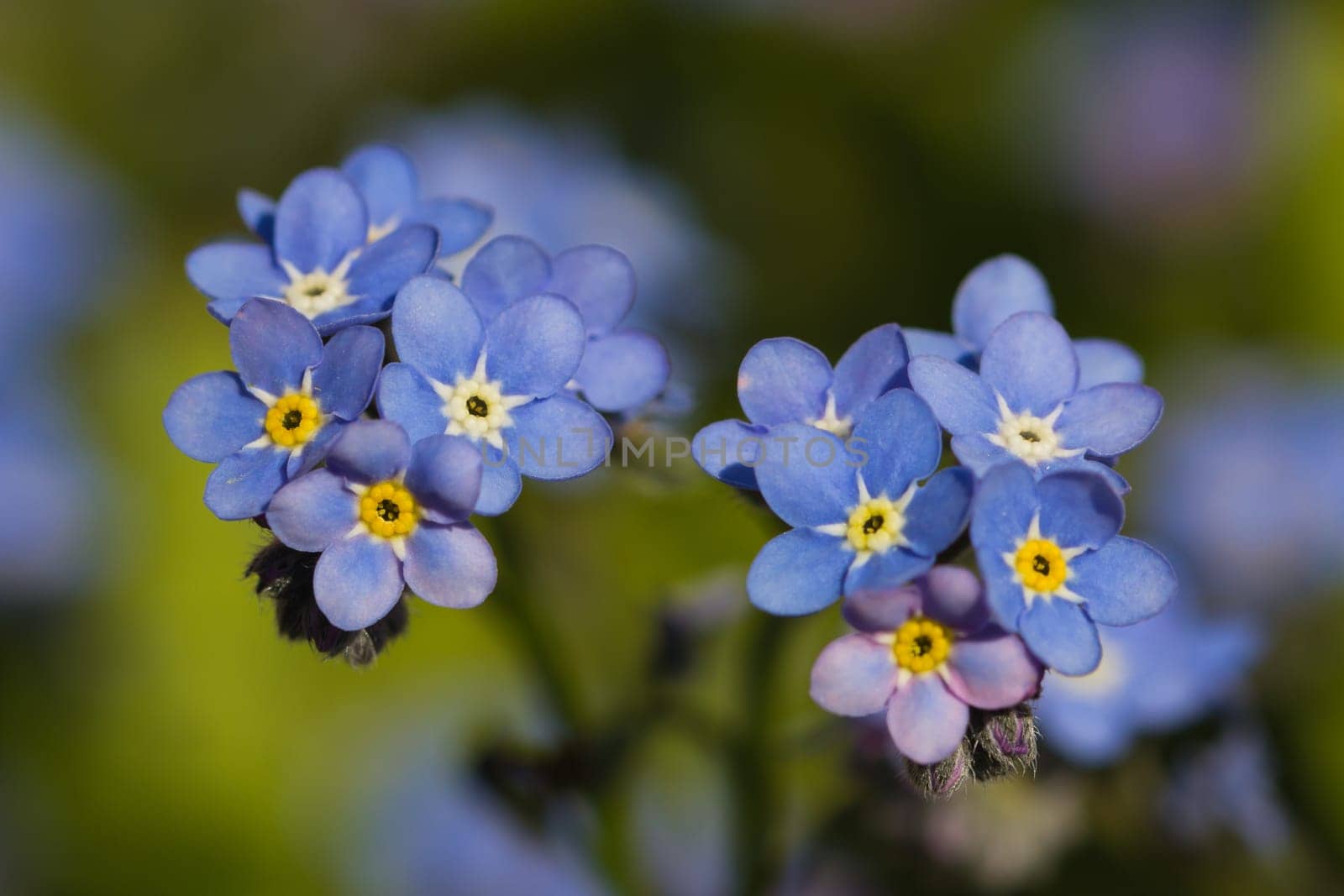 A close up of a tiny Forget Me Not plant