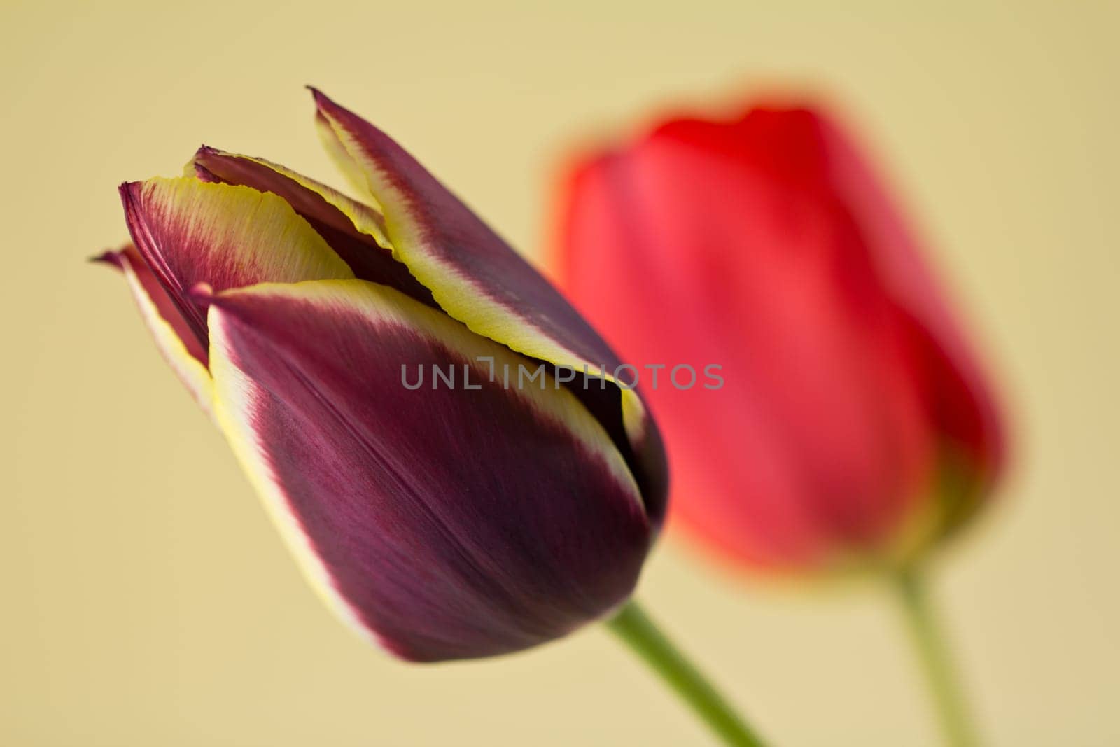 Tulips on a yellow background with a shallow depth of field