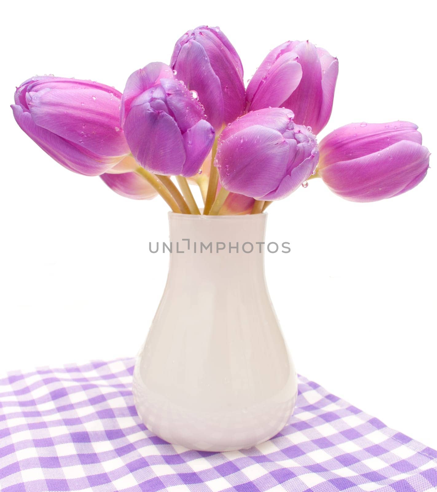 Violet Tulips in Vase on Violet Gingham Tablecloth - Isolated on White
