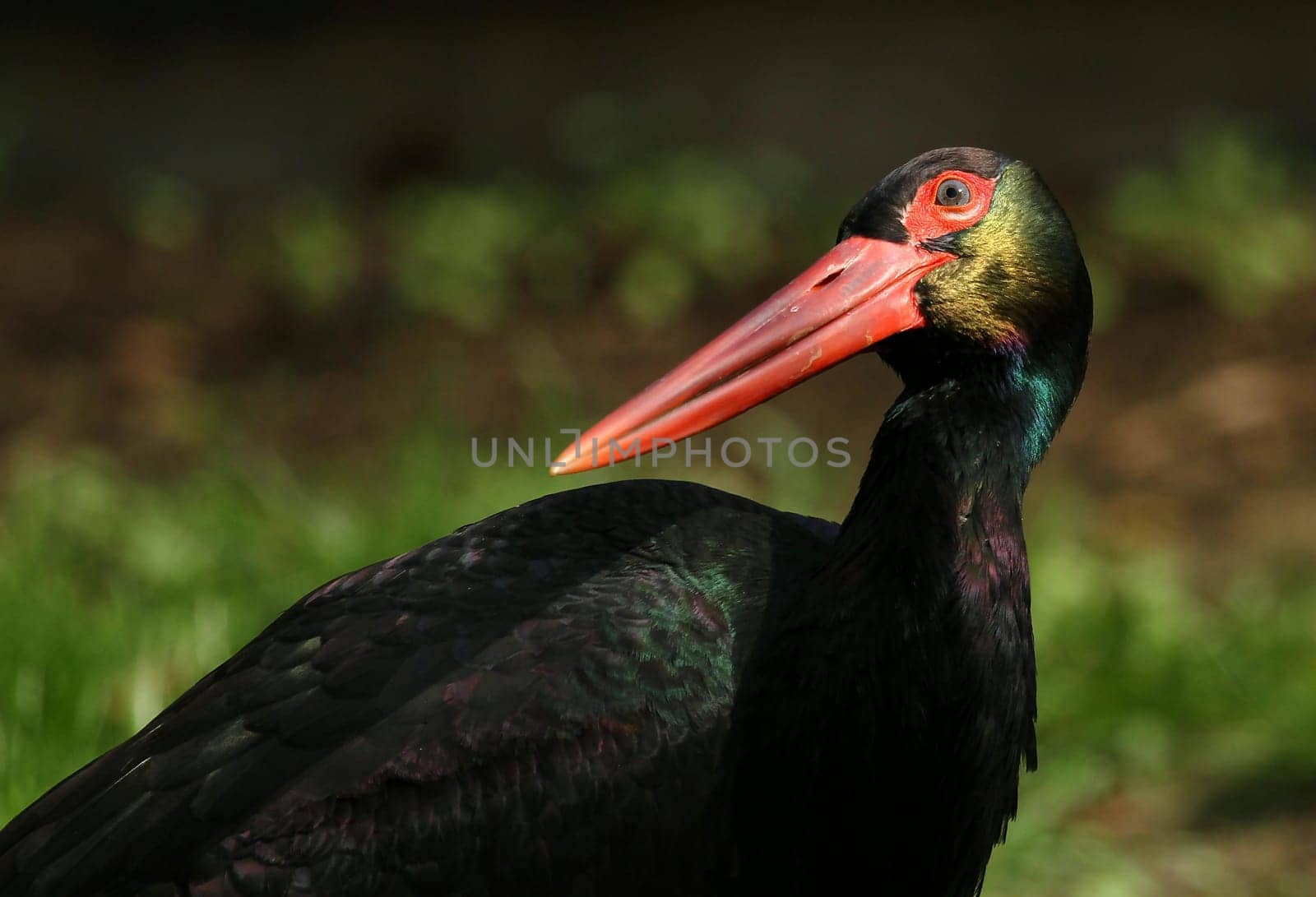 Black stork