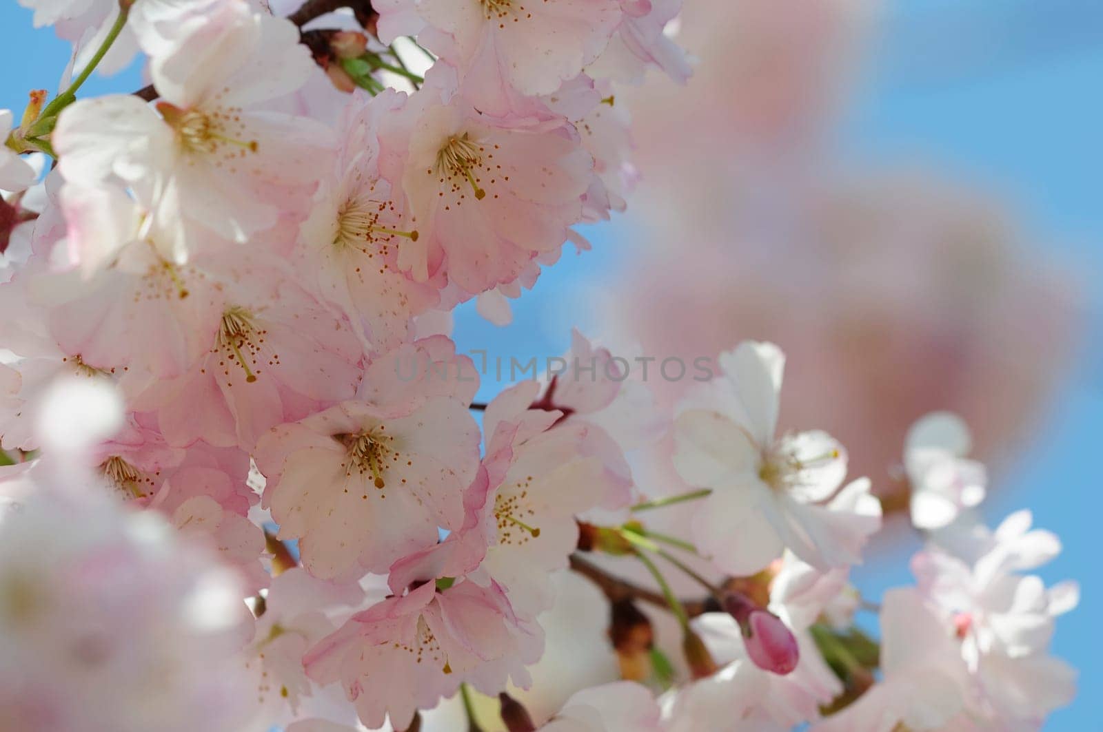 Cherry blossom dreams