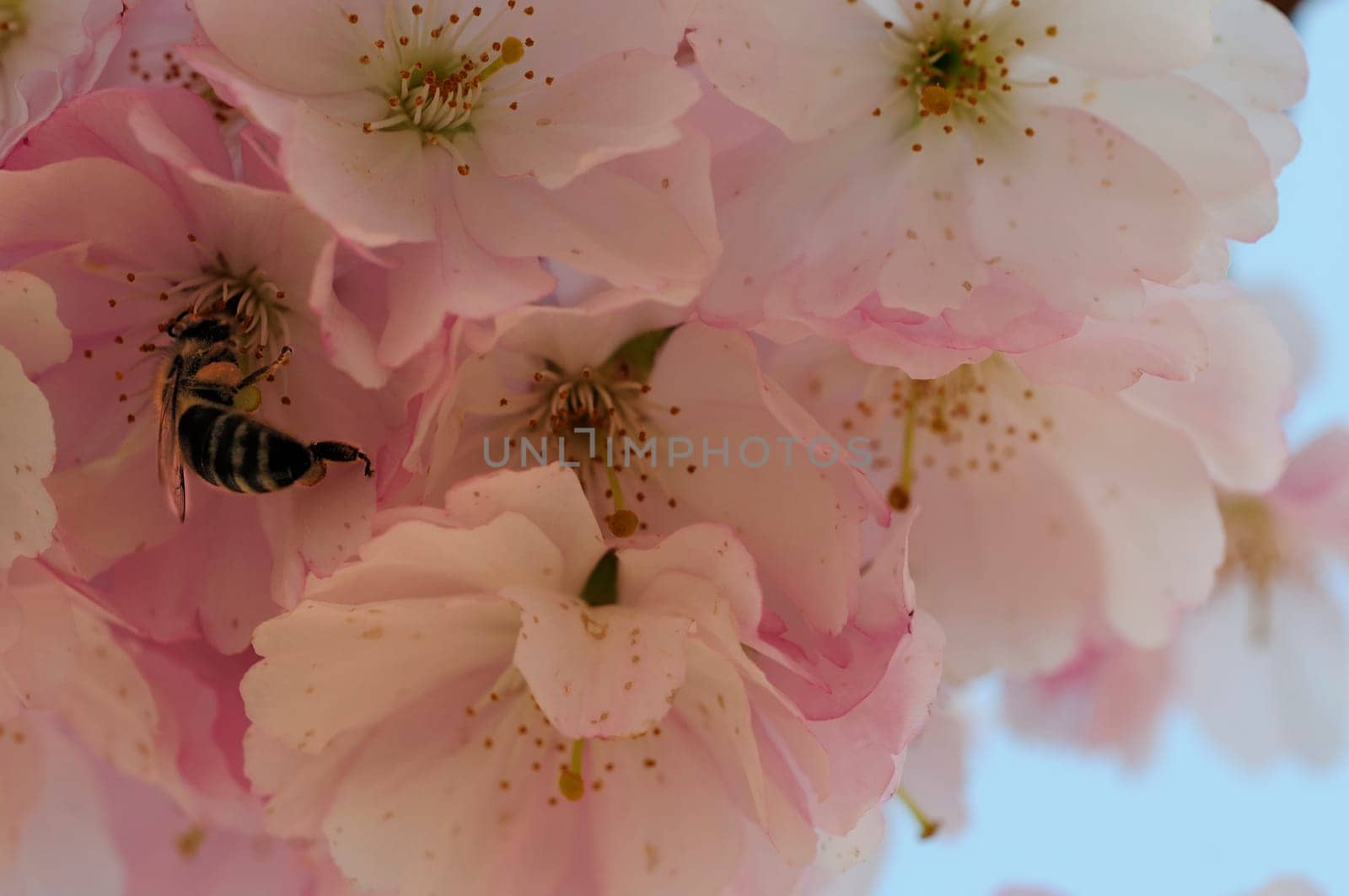 Cherry blossom dreams