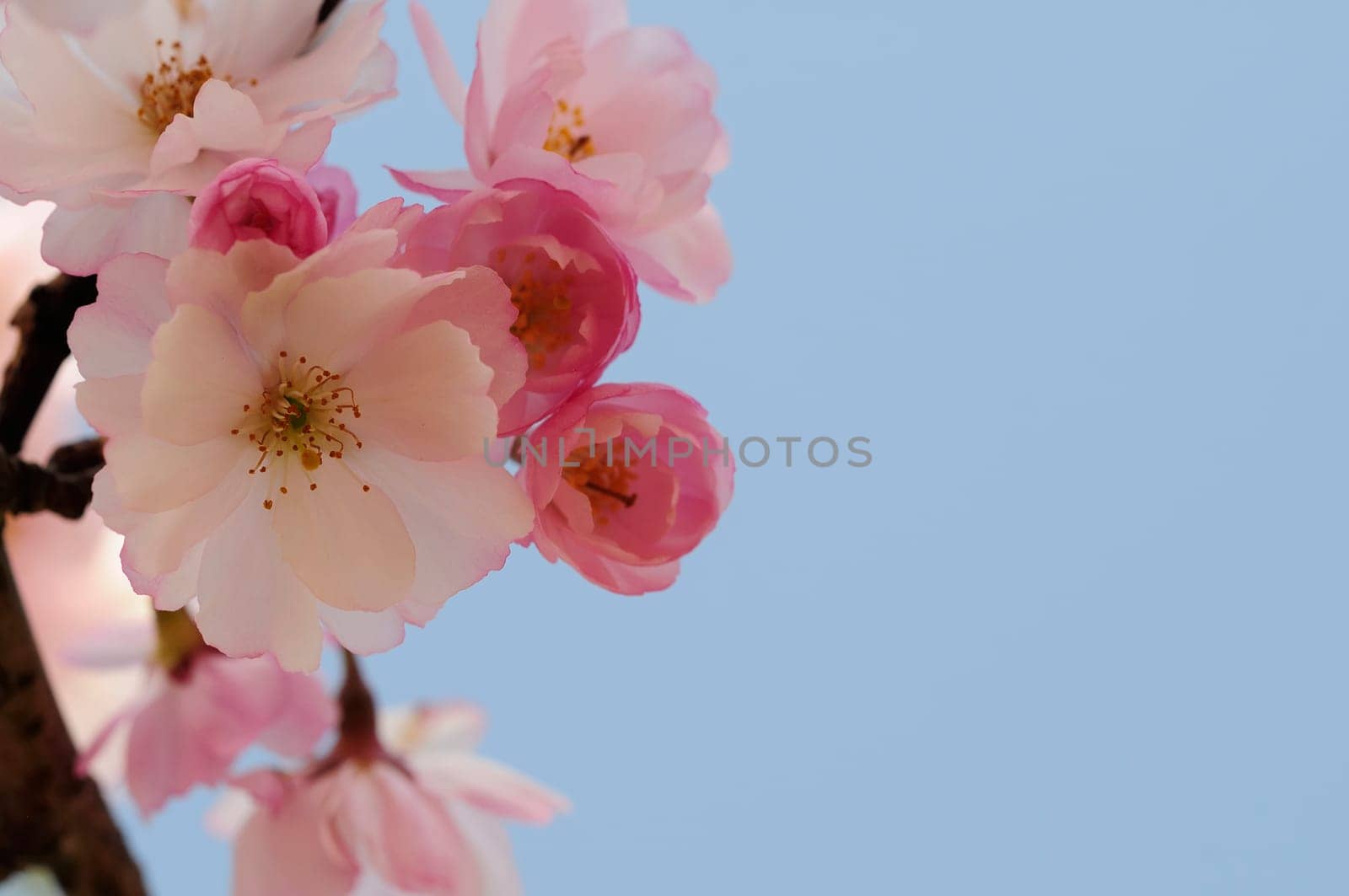 Cherry blossom dreams