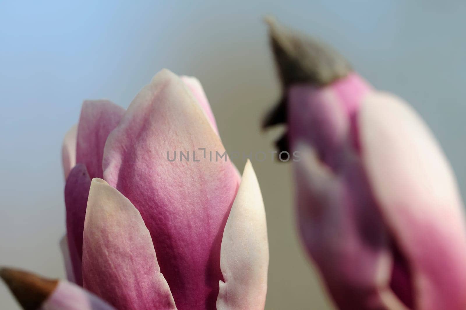 Magnolia