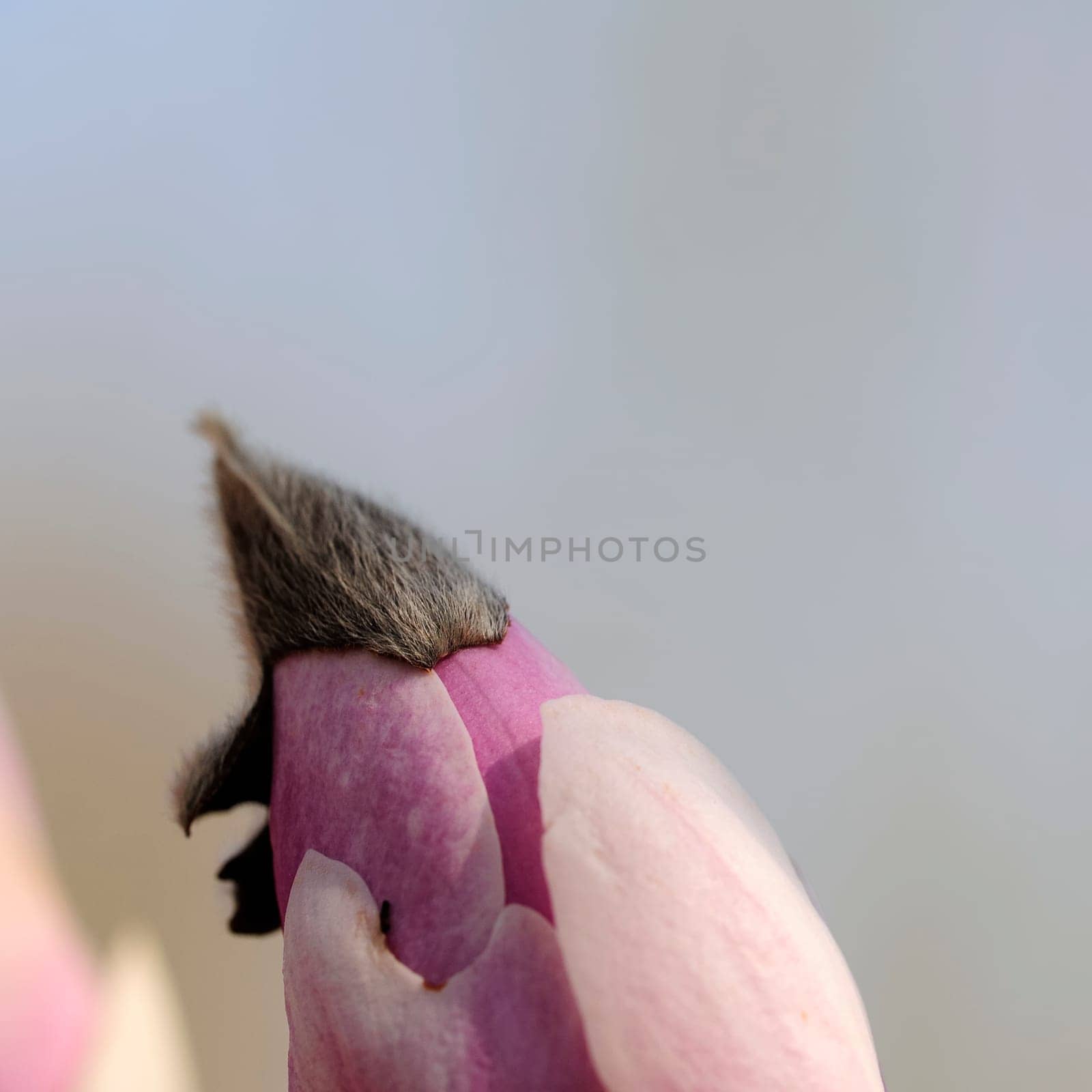Magnolia
