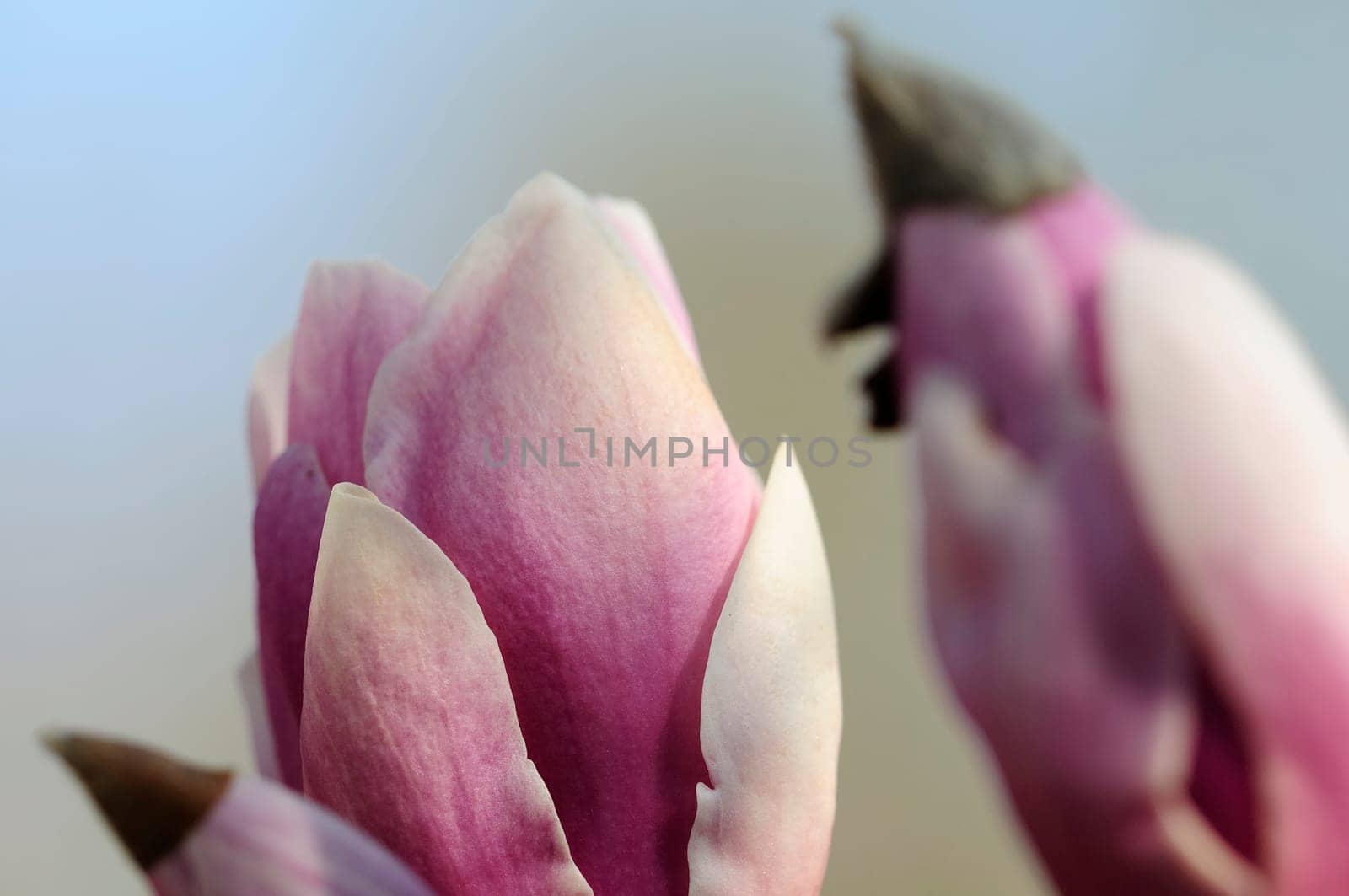 Magnolia