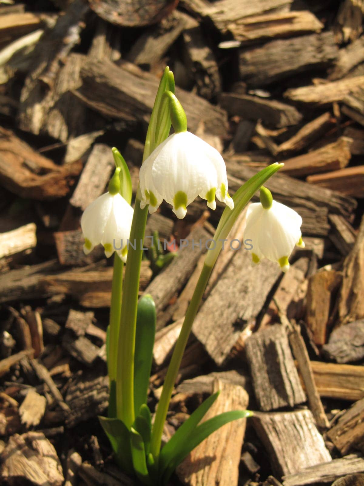 Spring knotflower - Leucojum vernum