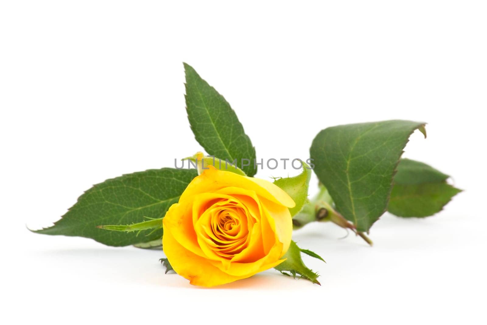 single yellow rose on white