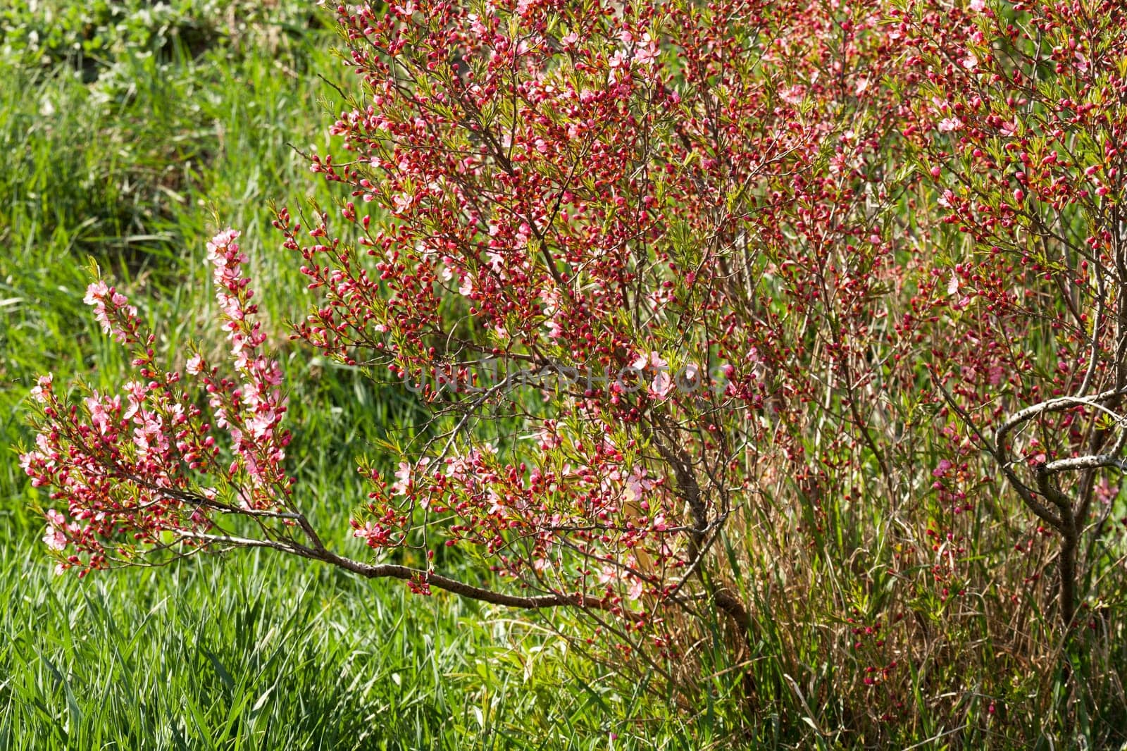 wild dog rose,shrub also known as dog rose in nature