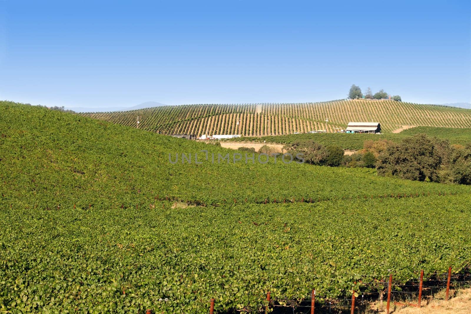 vineyard in Napa country, California