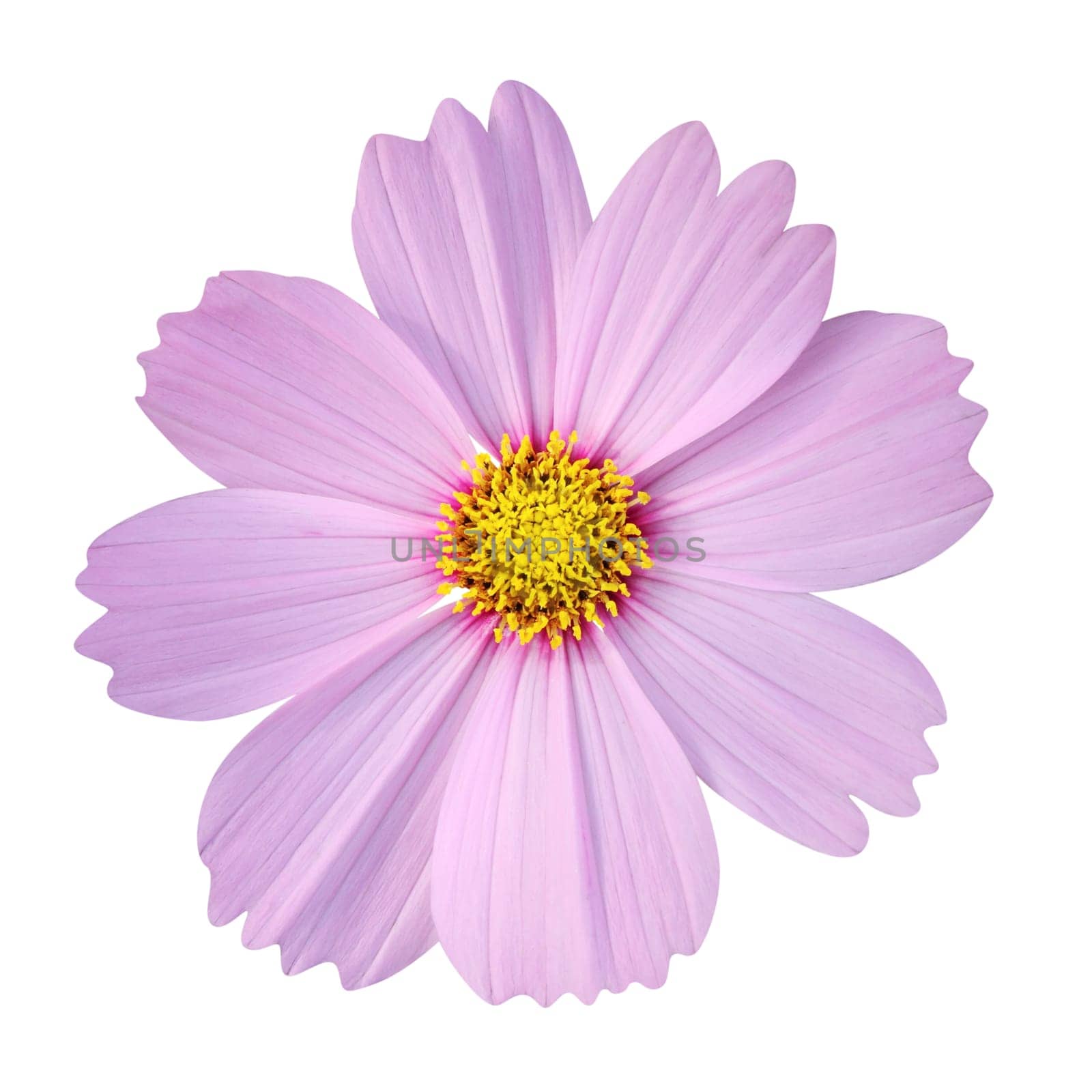 cosmos flower isolated on white background (clipping path included)