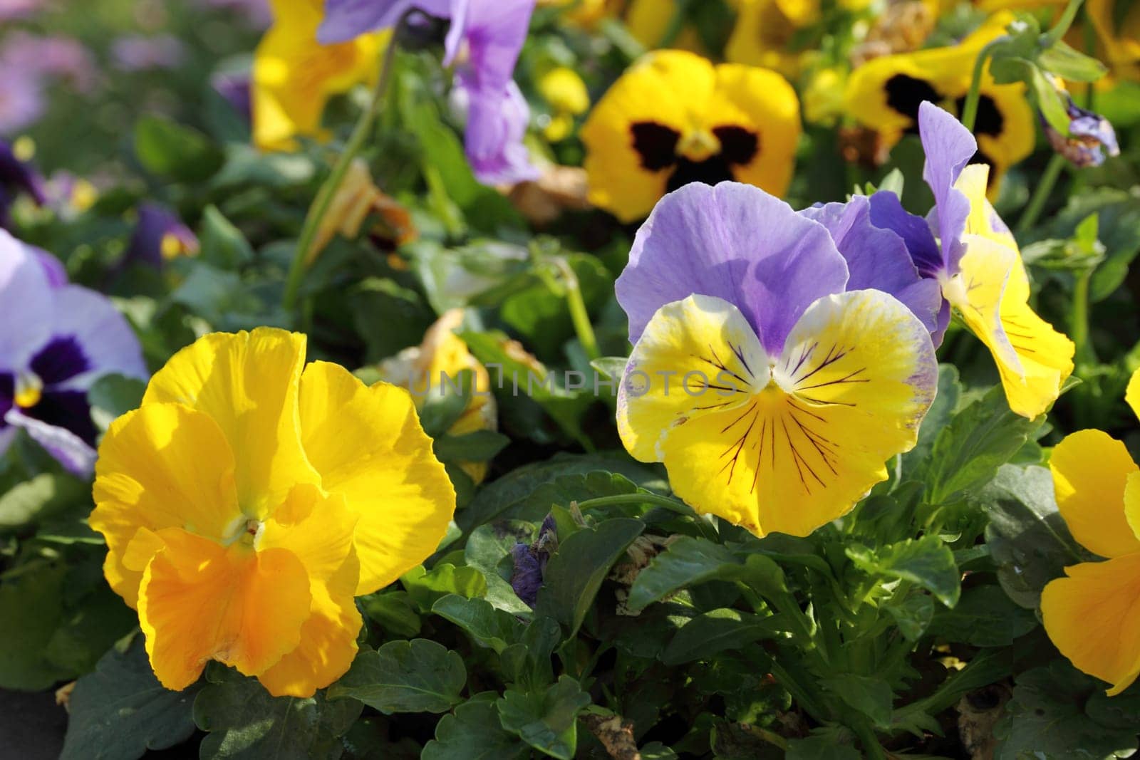 Spring pansy flowers in a flower garden