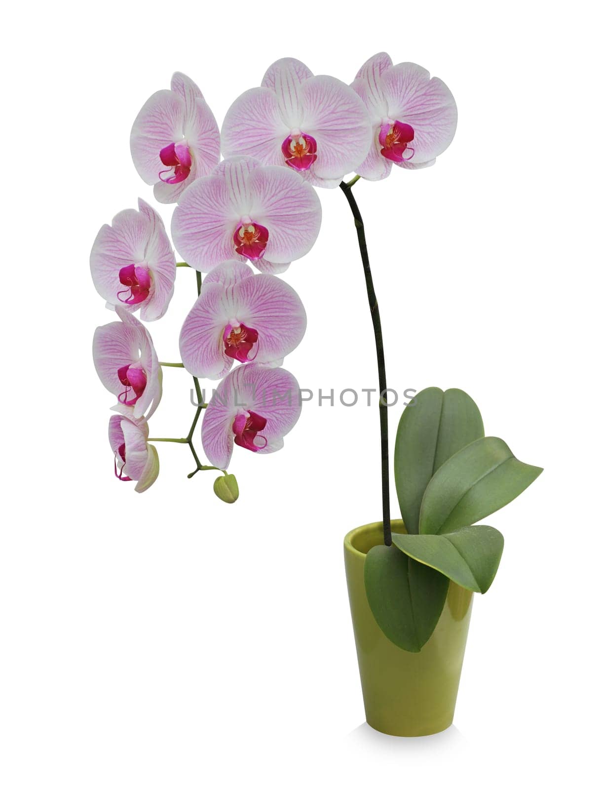 Isolated orchid on a green porcelain pot