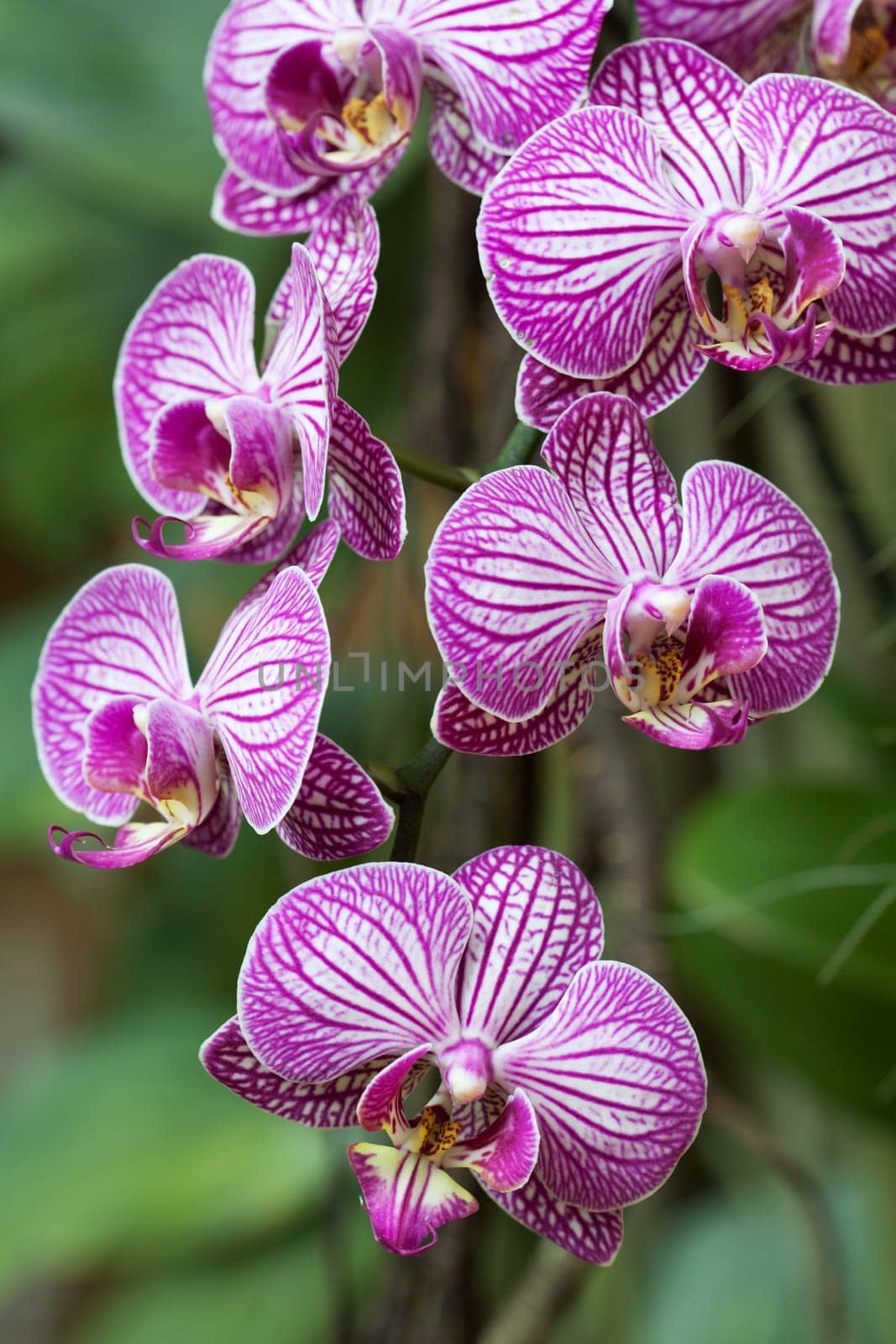 Orchid,close-up of flower against blurred background