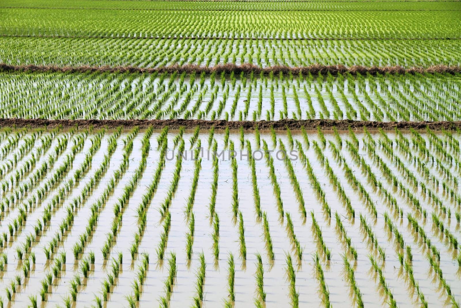 rice plant
