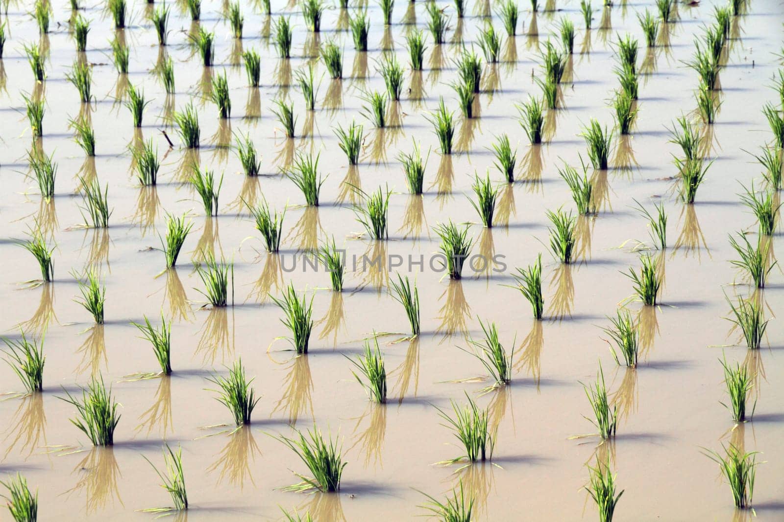 rice plant