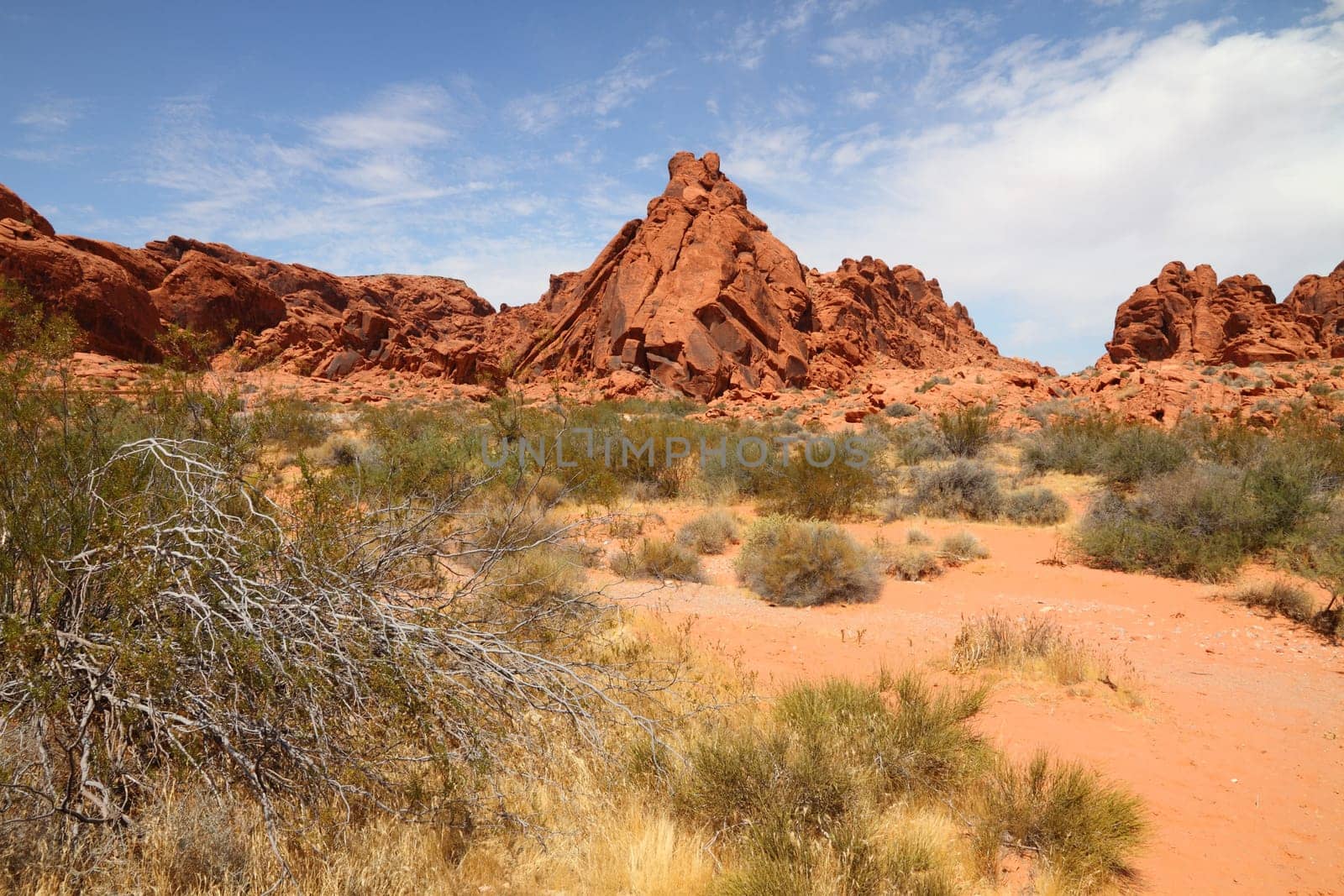 Desert landscape