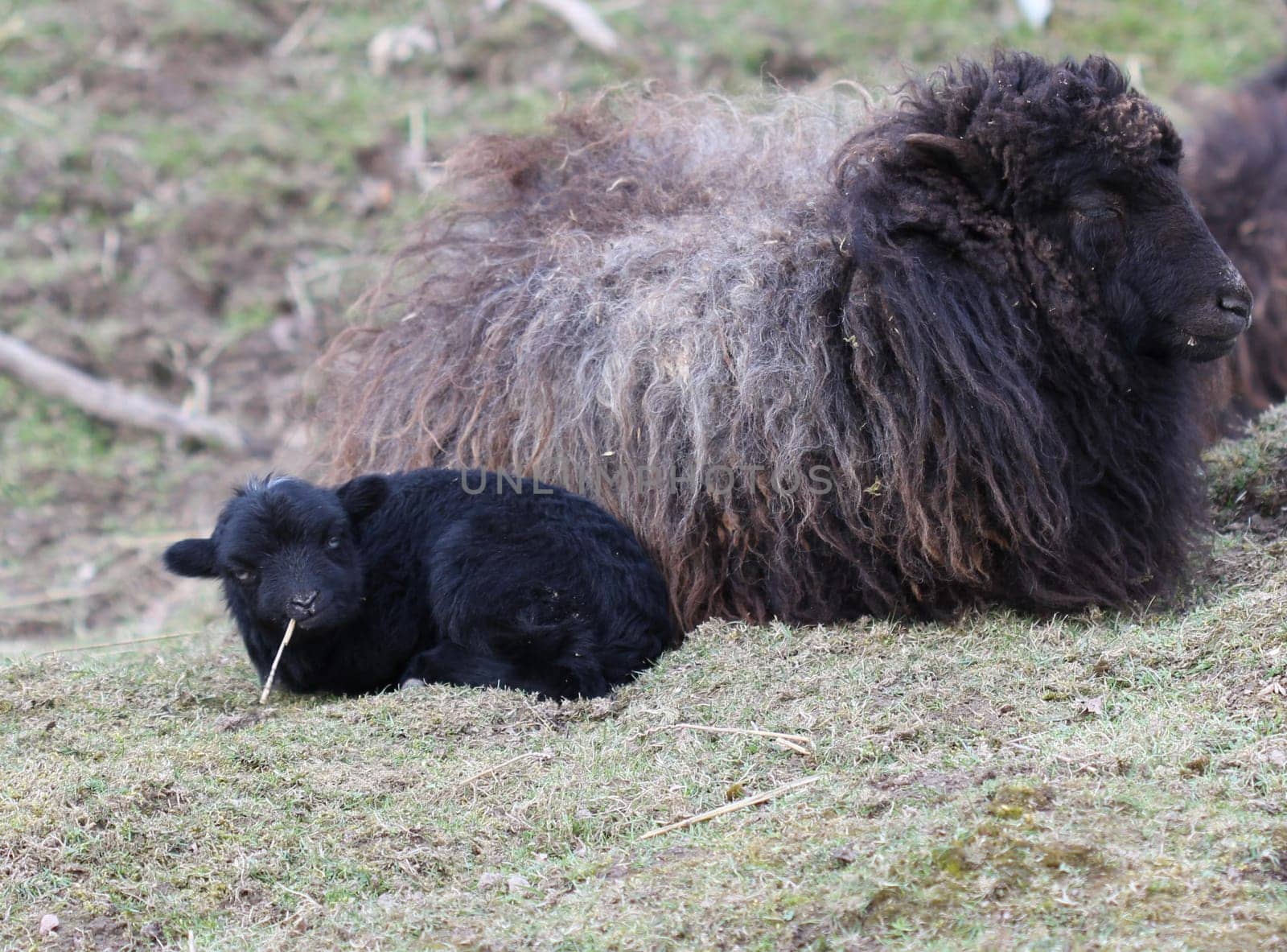 Breton dwarf sheep with newborn lamb