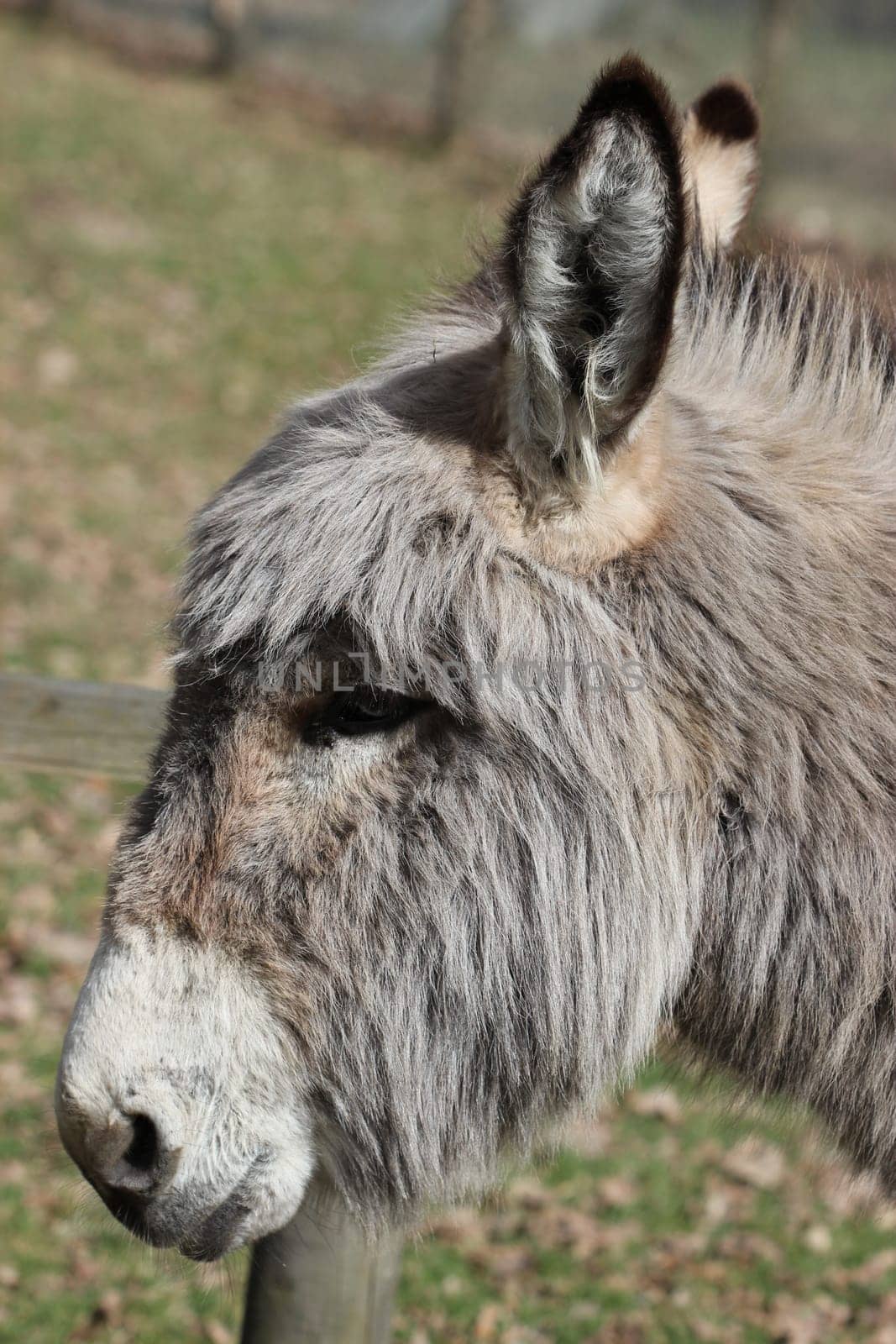 Donkey portrait