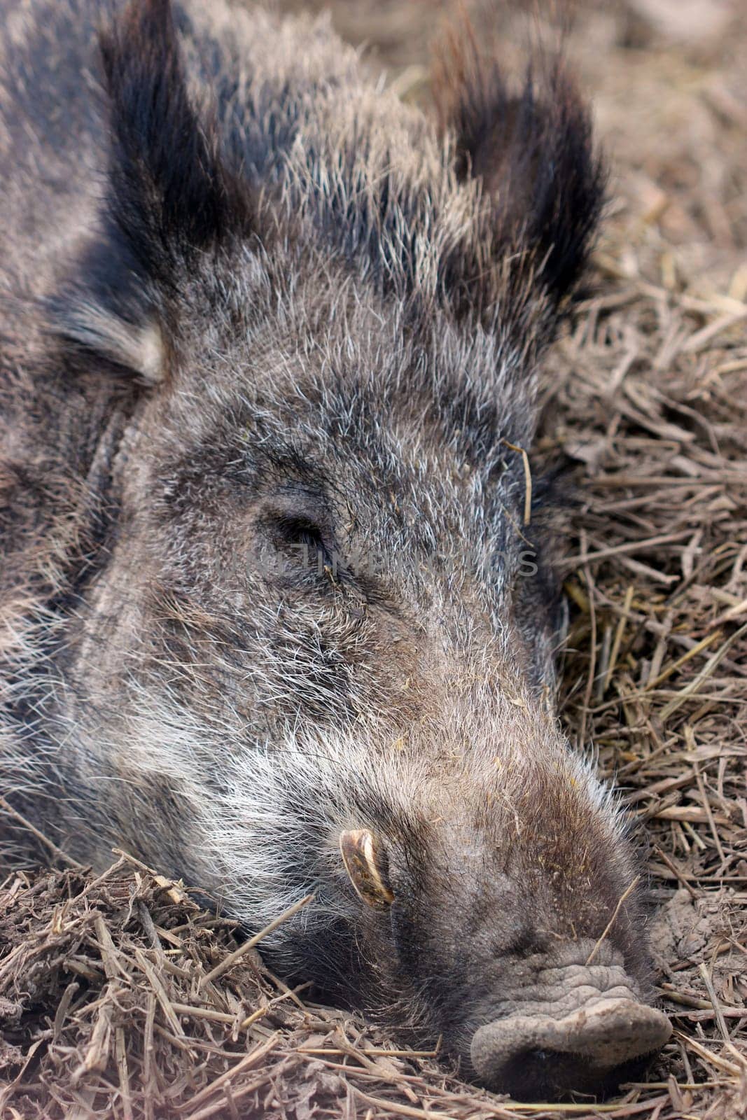 Sleeping wild boar in Sababurg Zoo