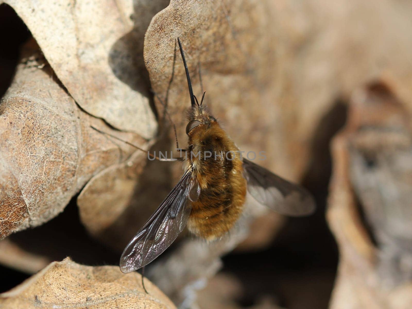 Great Woolly Floater