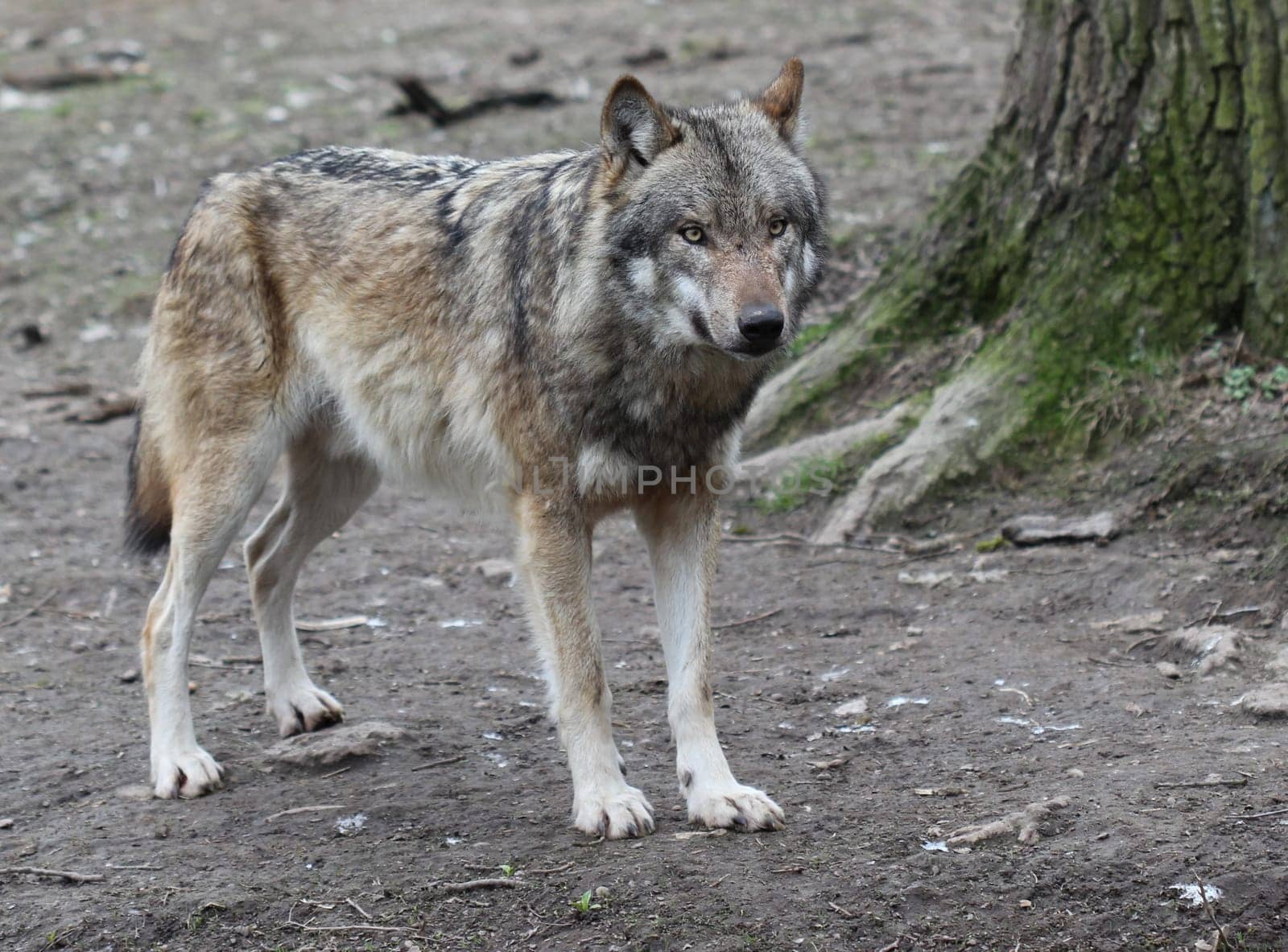 Wolf at Sababurg Zoo