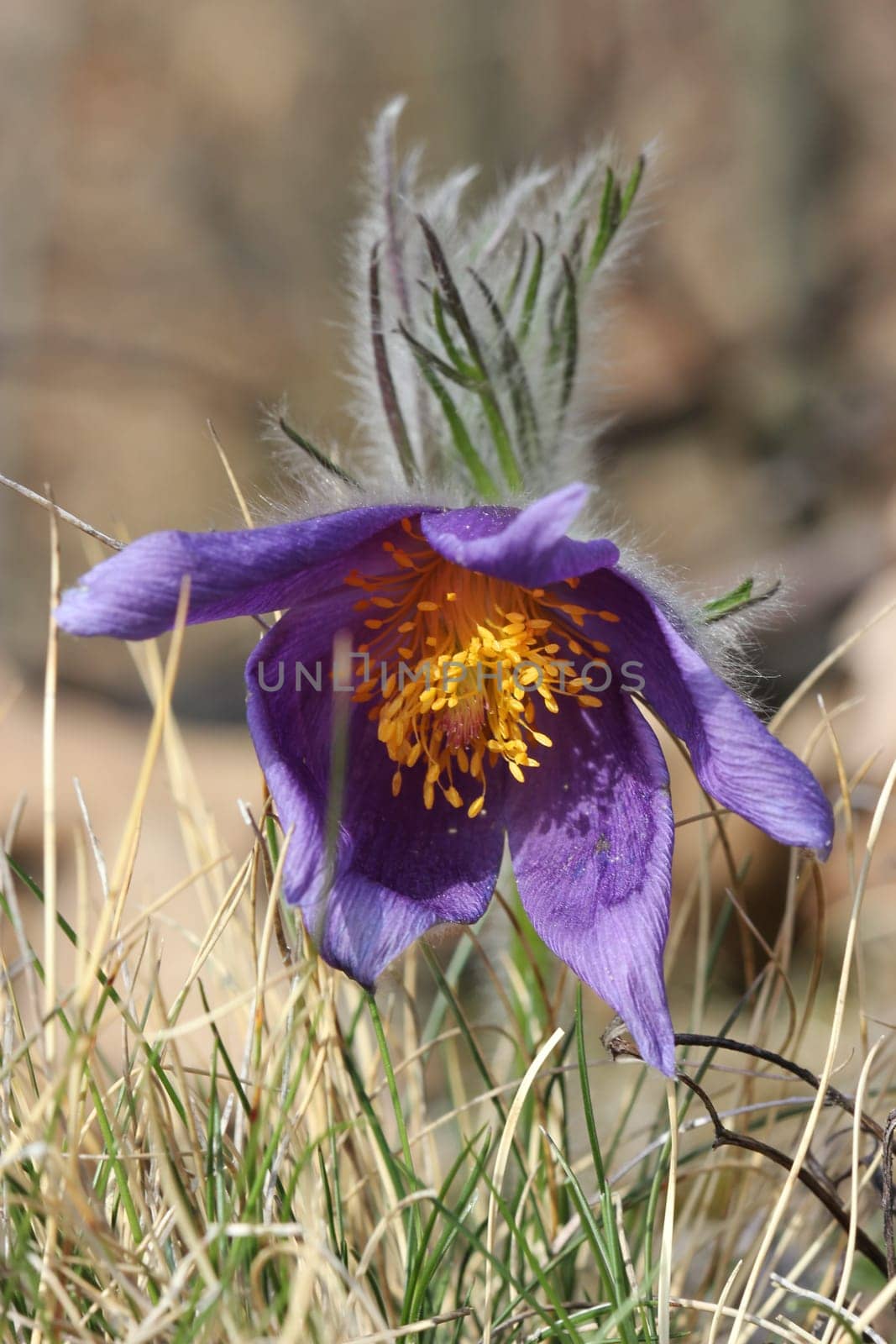 Common pasque flower in the Kellerwald National Park